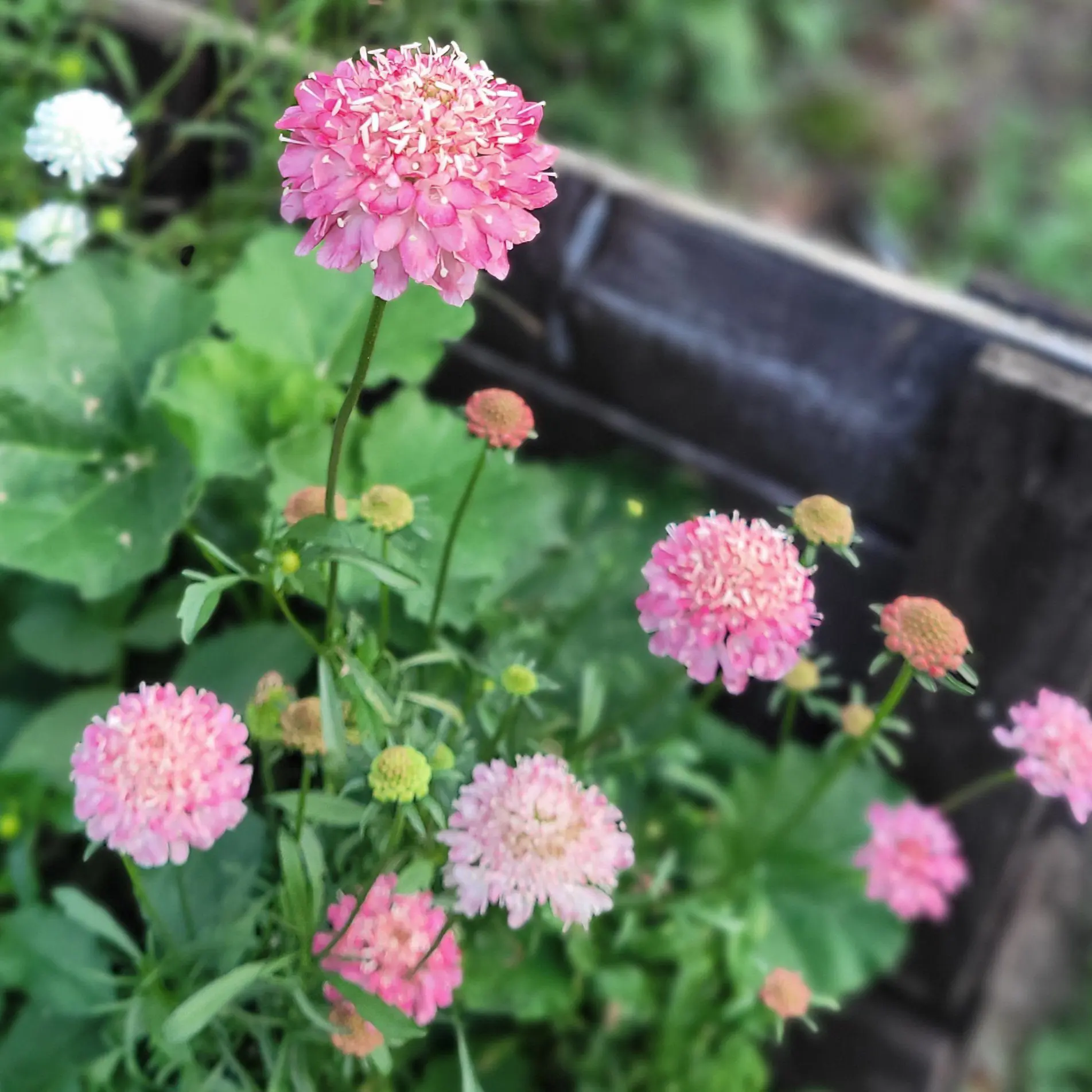 Driakiew Salmon Queen (Holland Flowers)