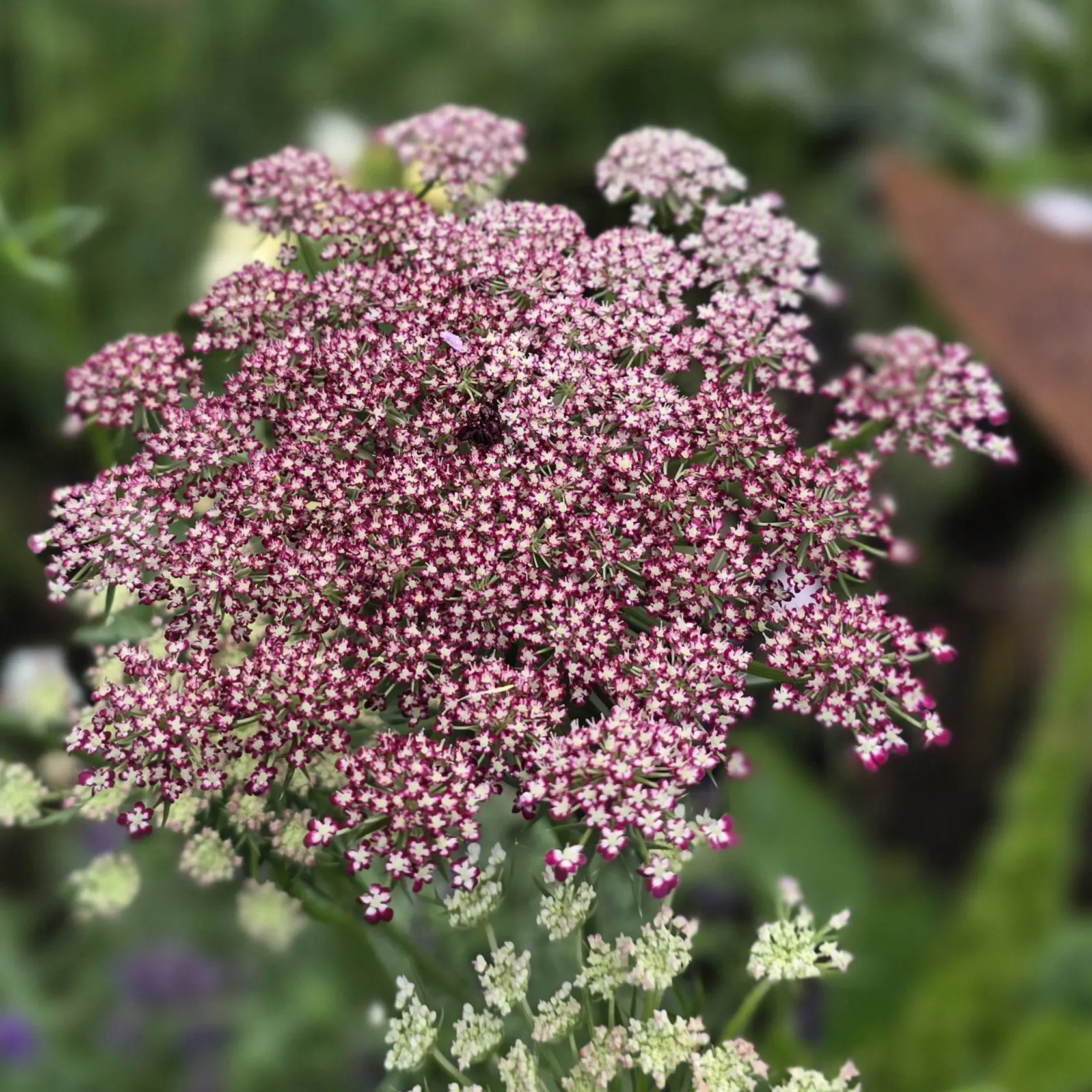Dzika marchew Dara (Holland Flowers) - obrazek 5