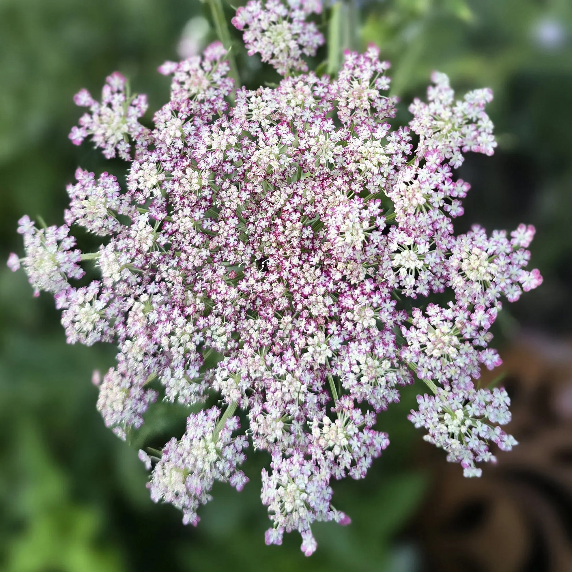 Dzika marchew Dara (Holland Flowers) - obrazek 2