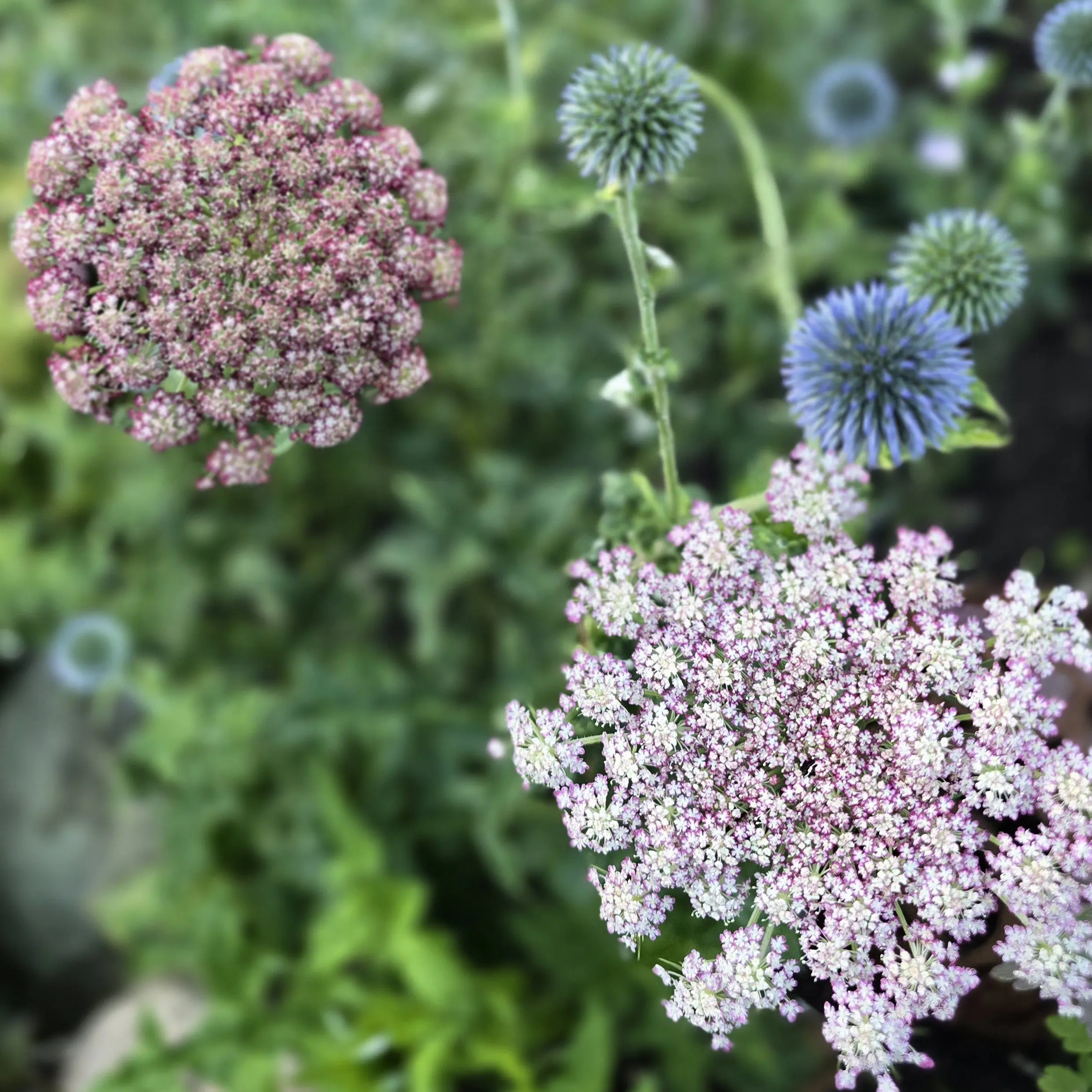 Dzika marchew Dara (Holland Flowers) - obrazek 3