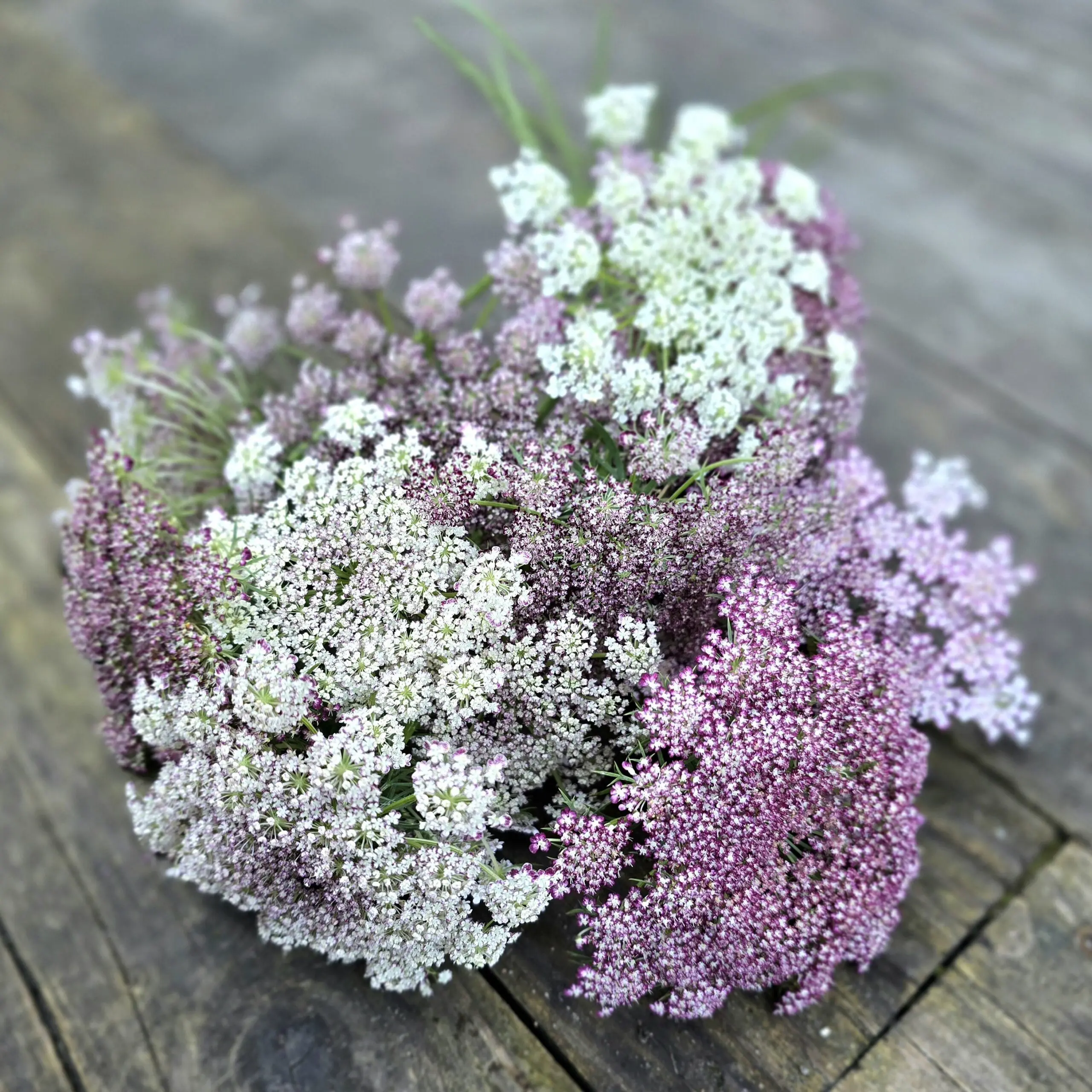 Dzika marchew Dara (Holland Flowers)