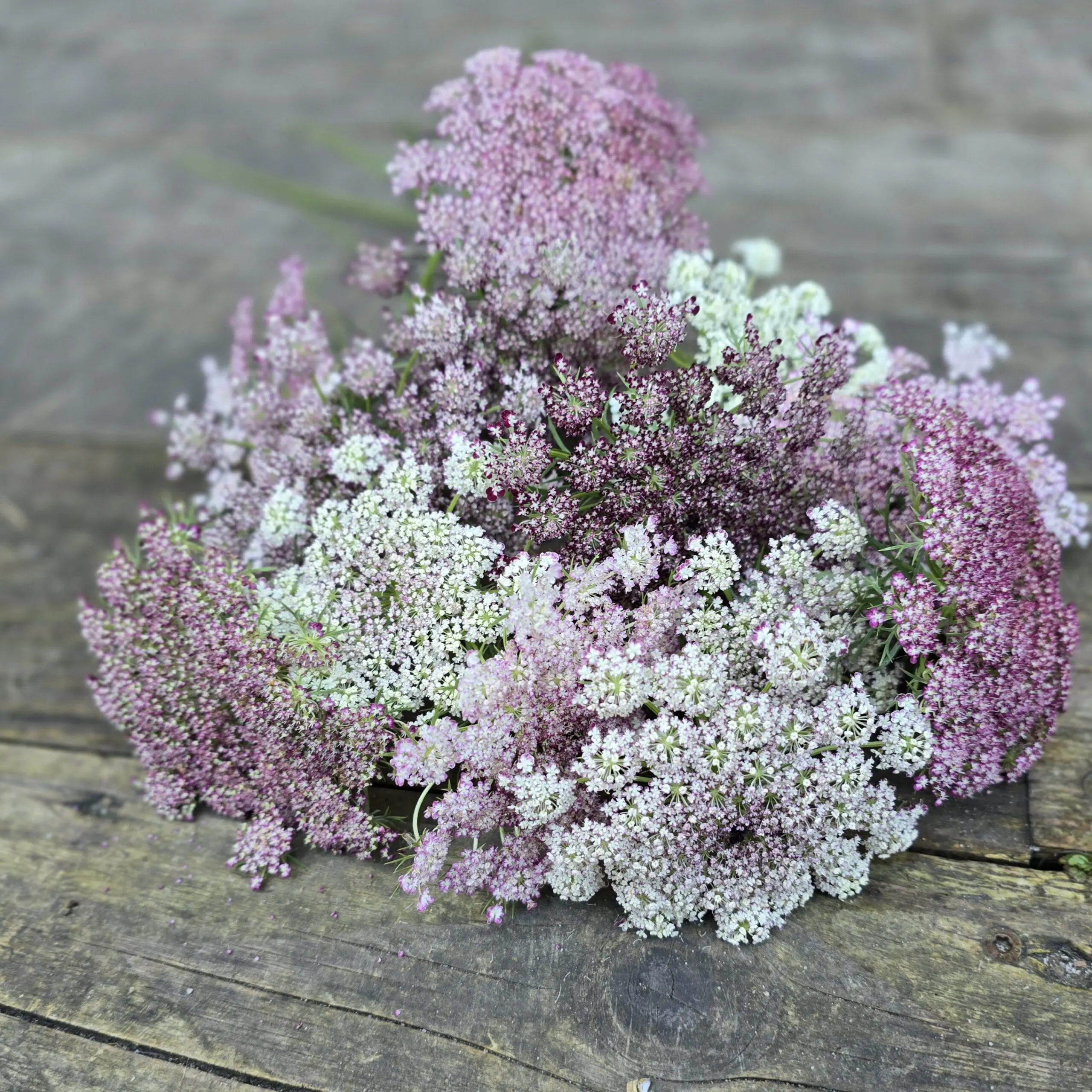 Dzika marchew Dara (Holland Flowers) - obrazek 4