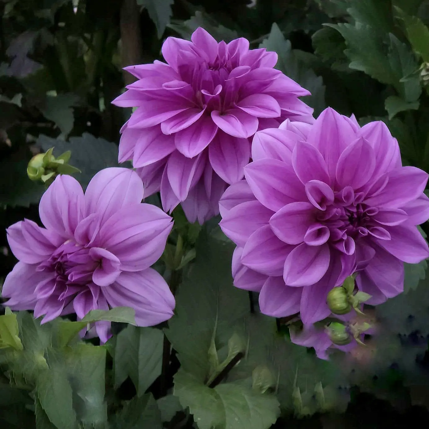 Lilac Time