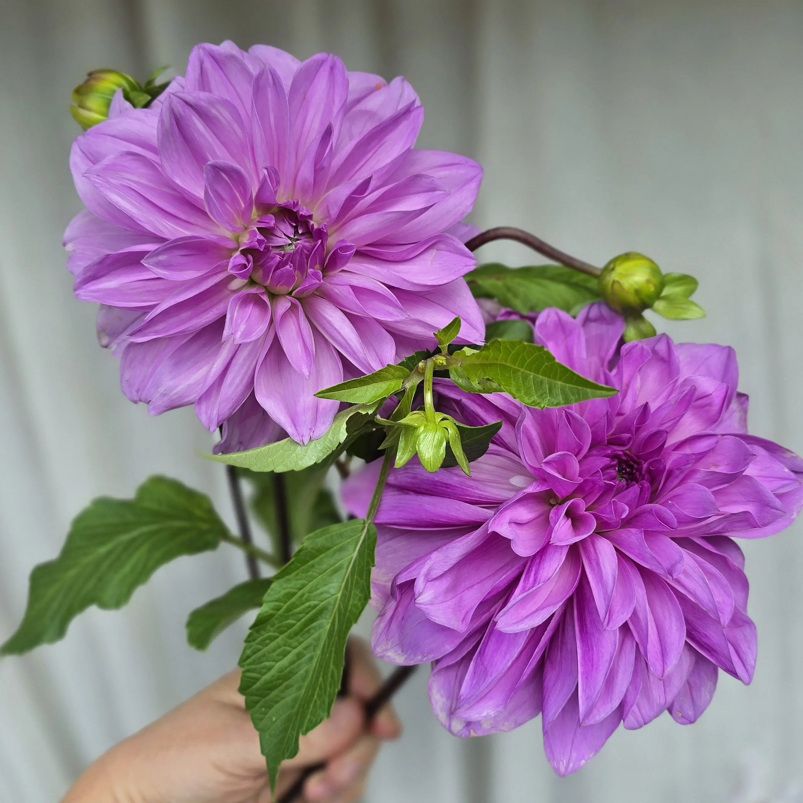 Lilac Time - obrazek 4