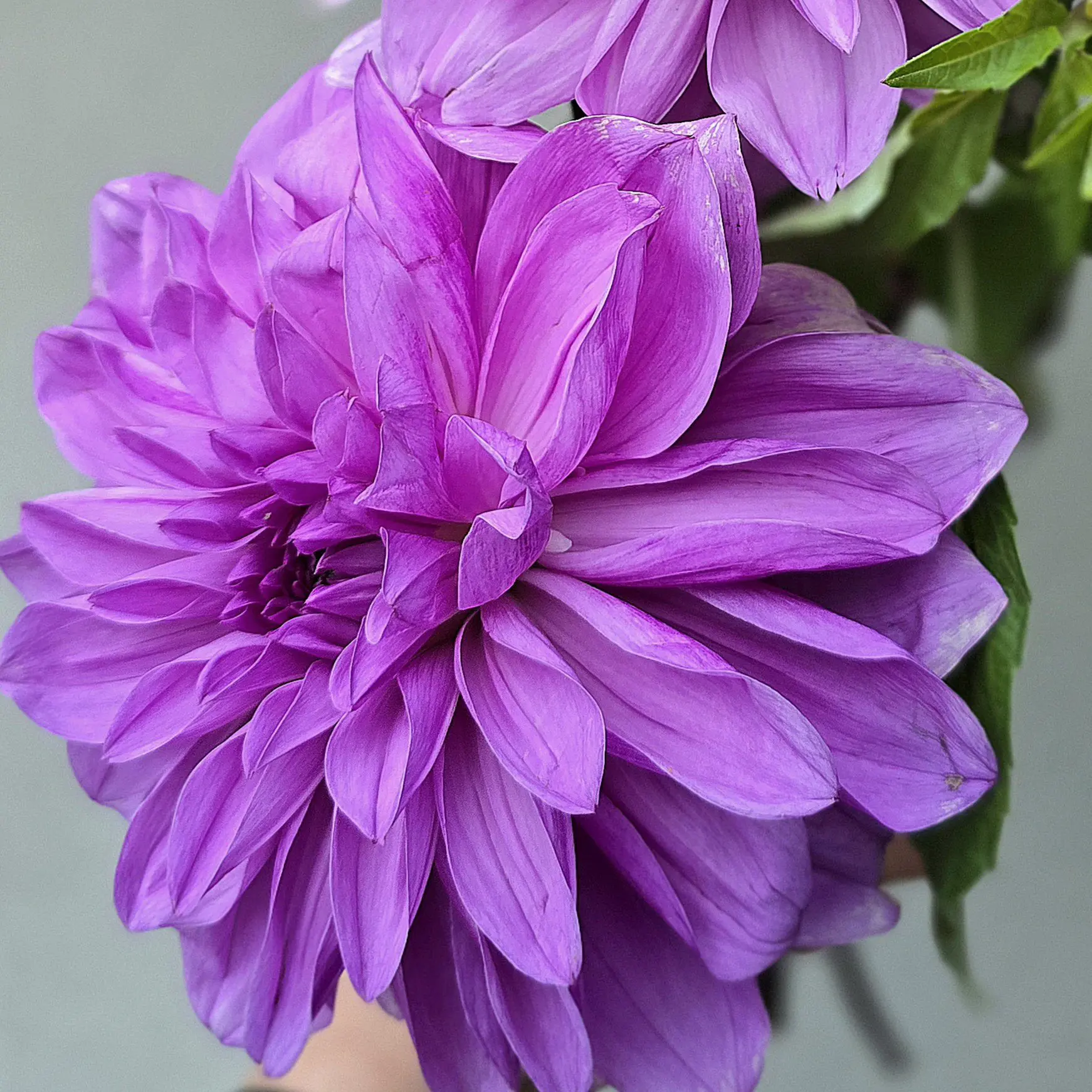Lilac Time - obrazek 3