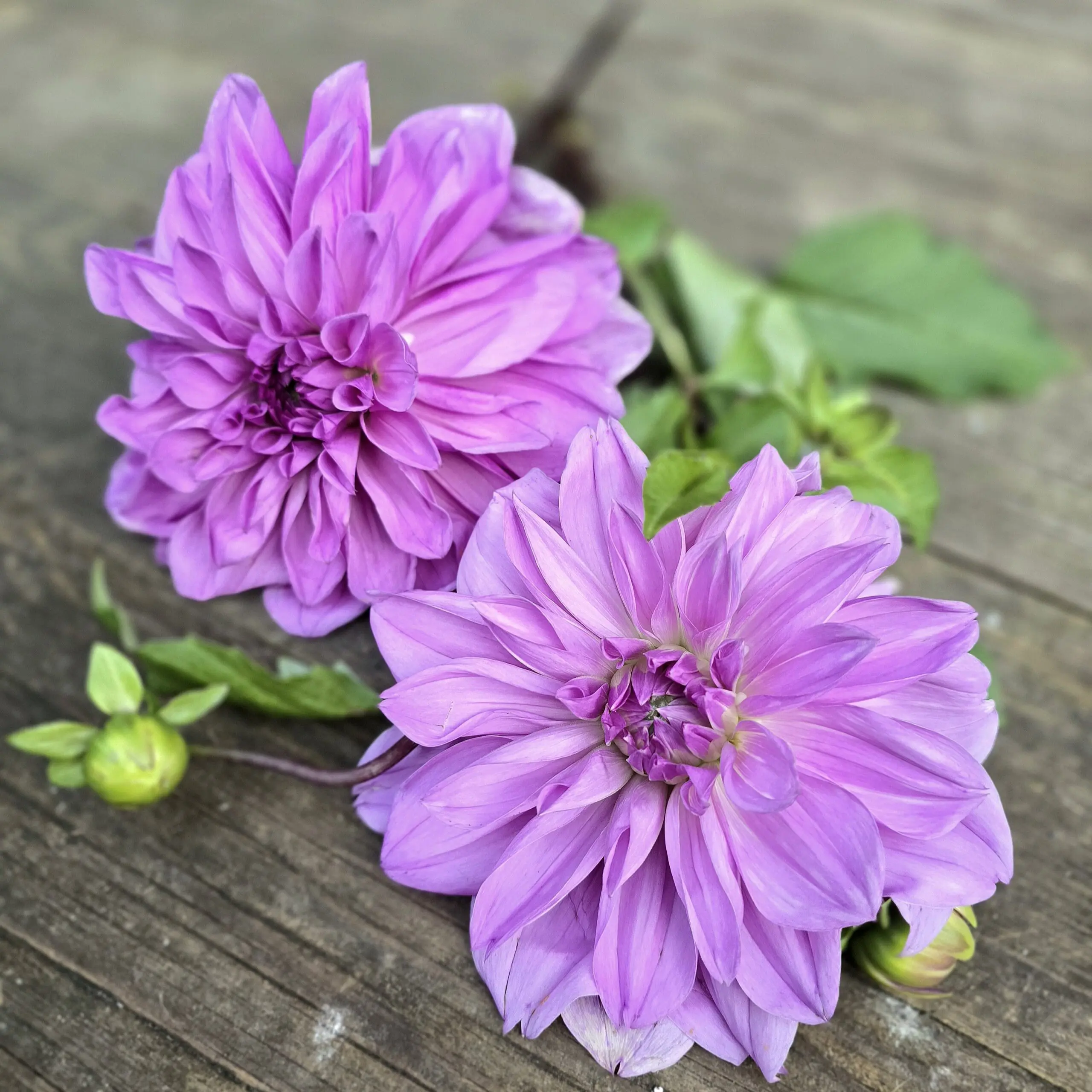 Lilac Time - obrazek 2