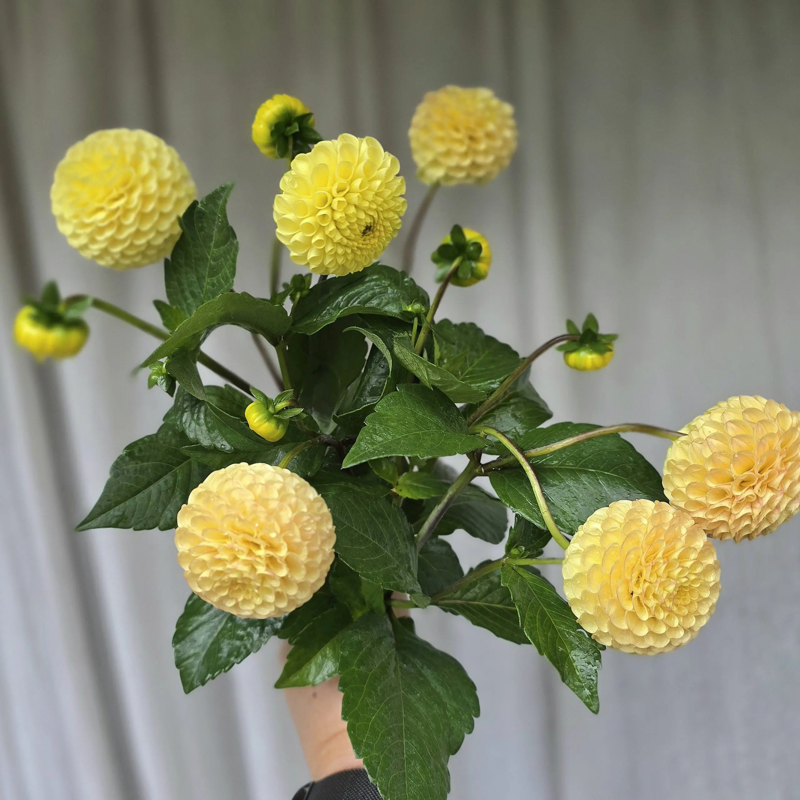 Buttercup - obrazek 2