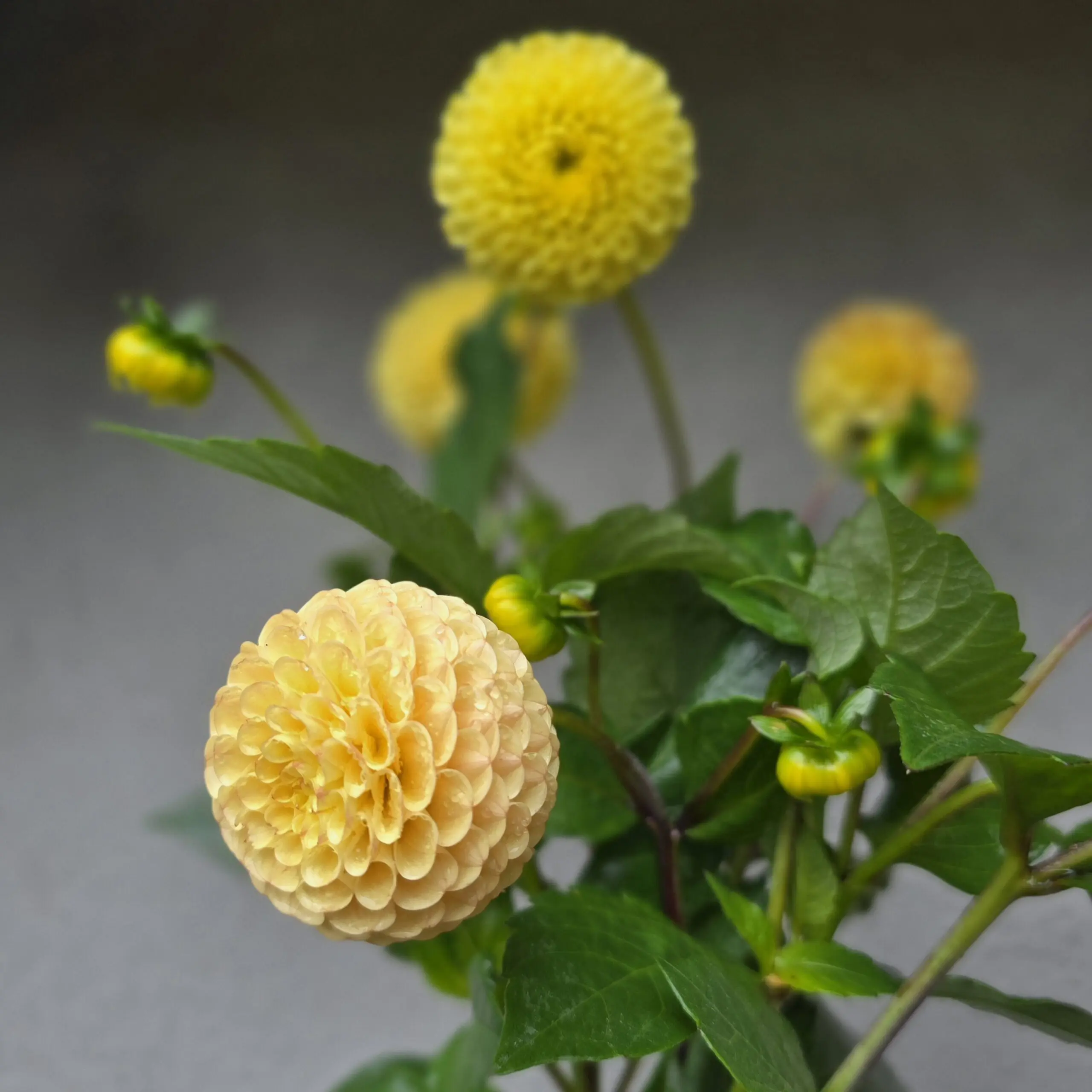 Buttercup - obrazek 3