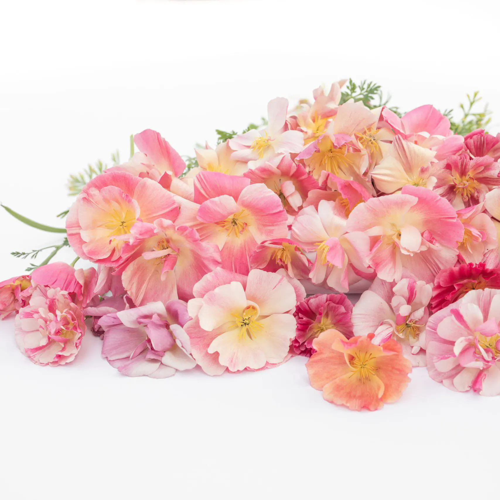 Maczek kalifornijski Appleblossom Chiffon (Loukykvet)