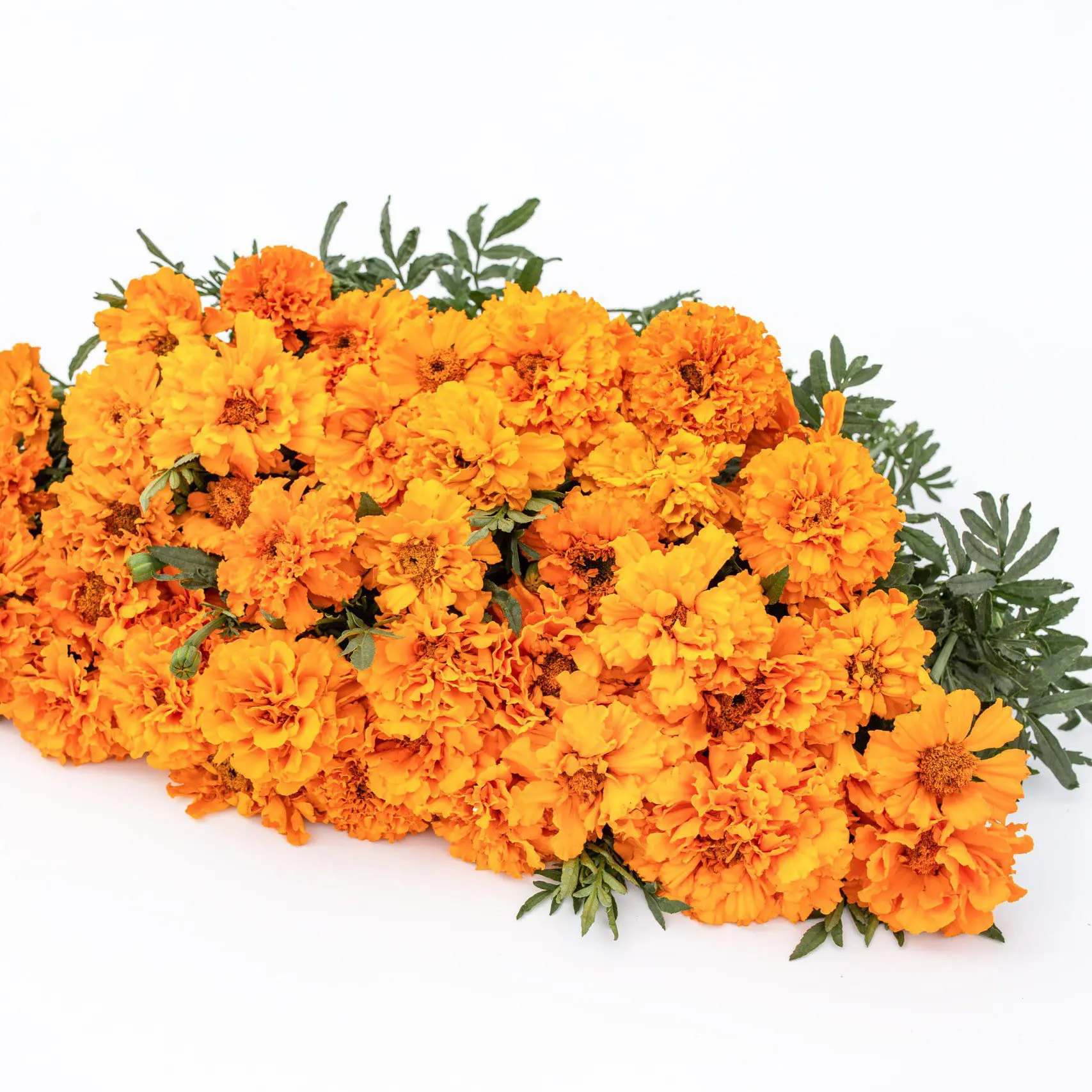 Aksamitka Imperial Orange (Loukykvet)