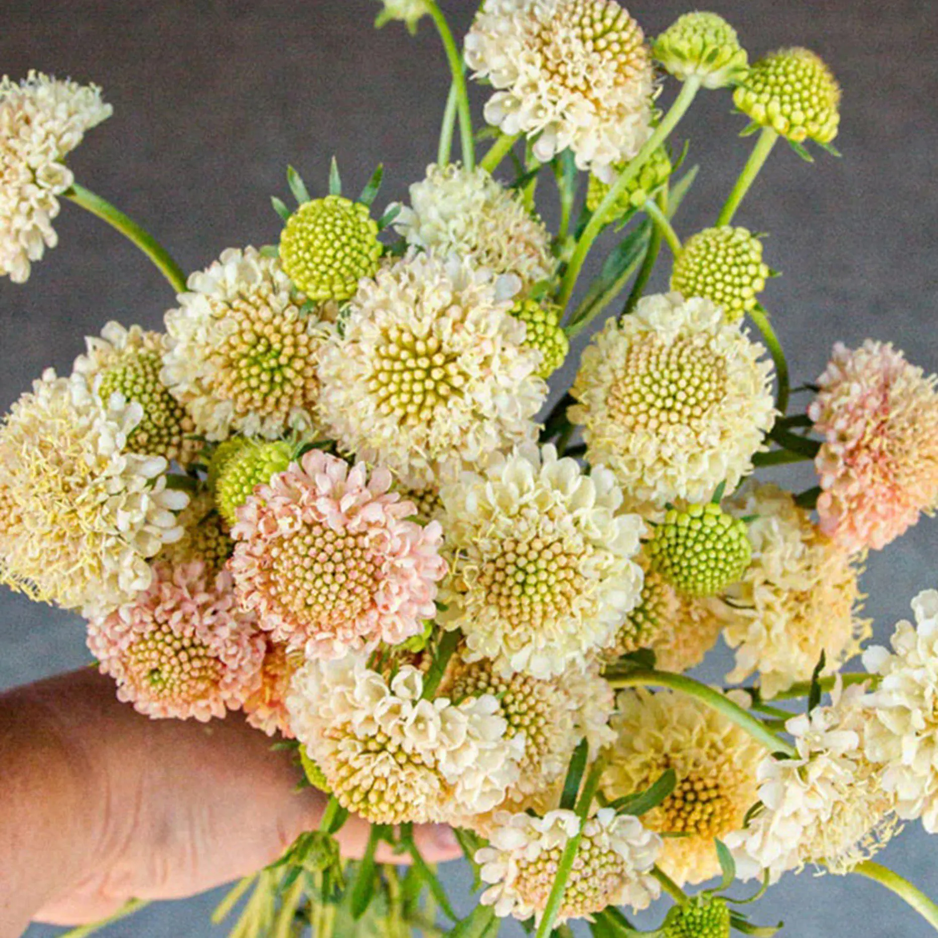 Driakiew Fata Morgana (Holland Flowers)
