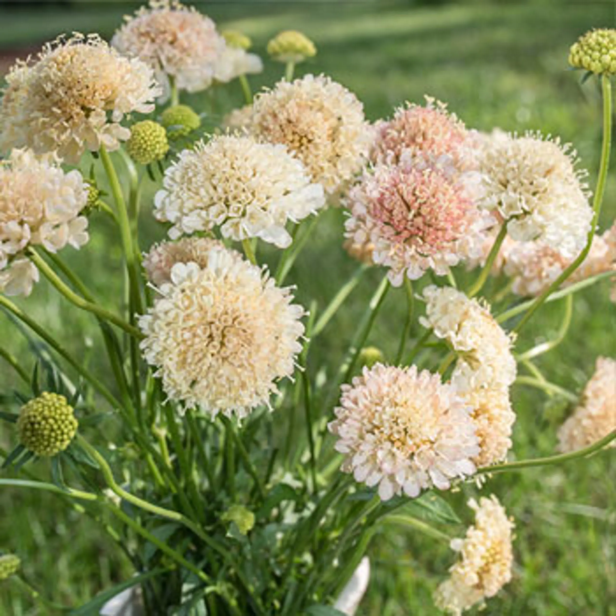 Driakiew Fata Morgana (Holland Flowers) - obrazek 2