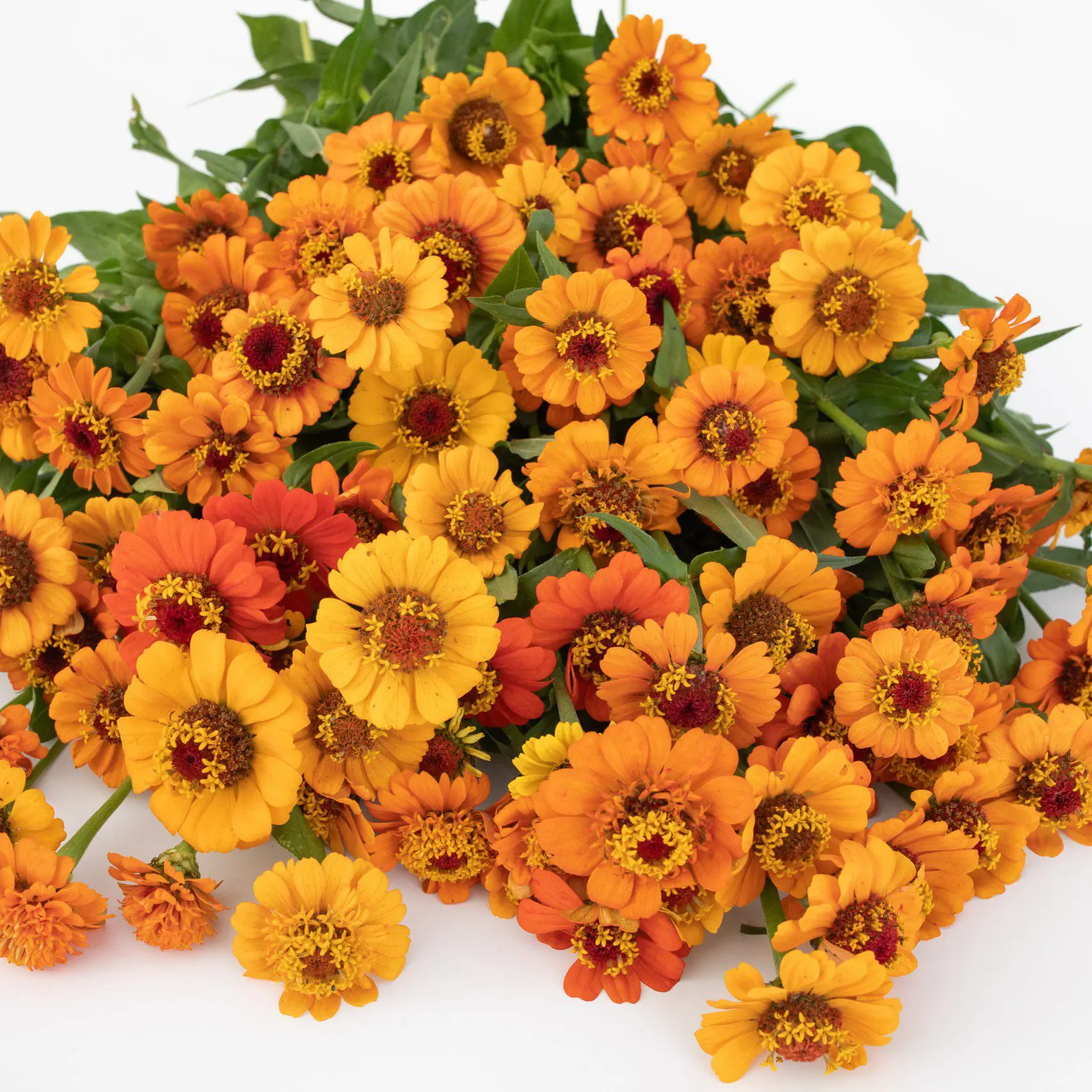 Cynia Zinderella Orange (Loukykvet) - obrazek 2