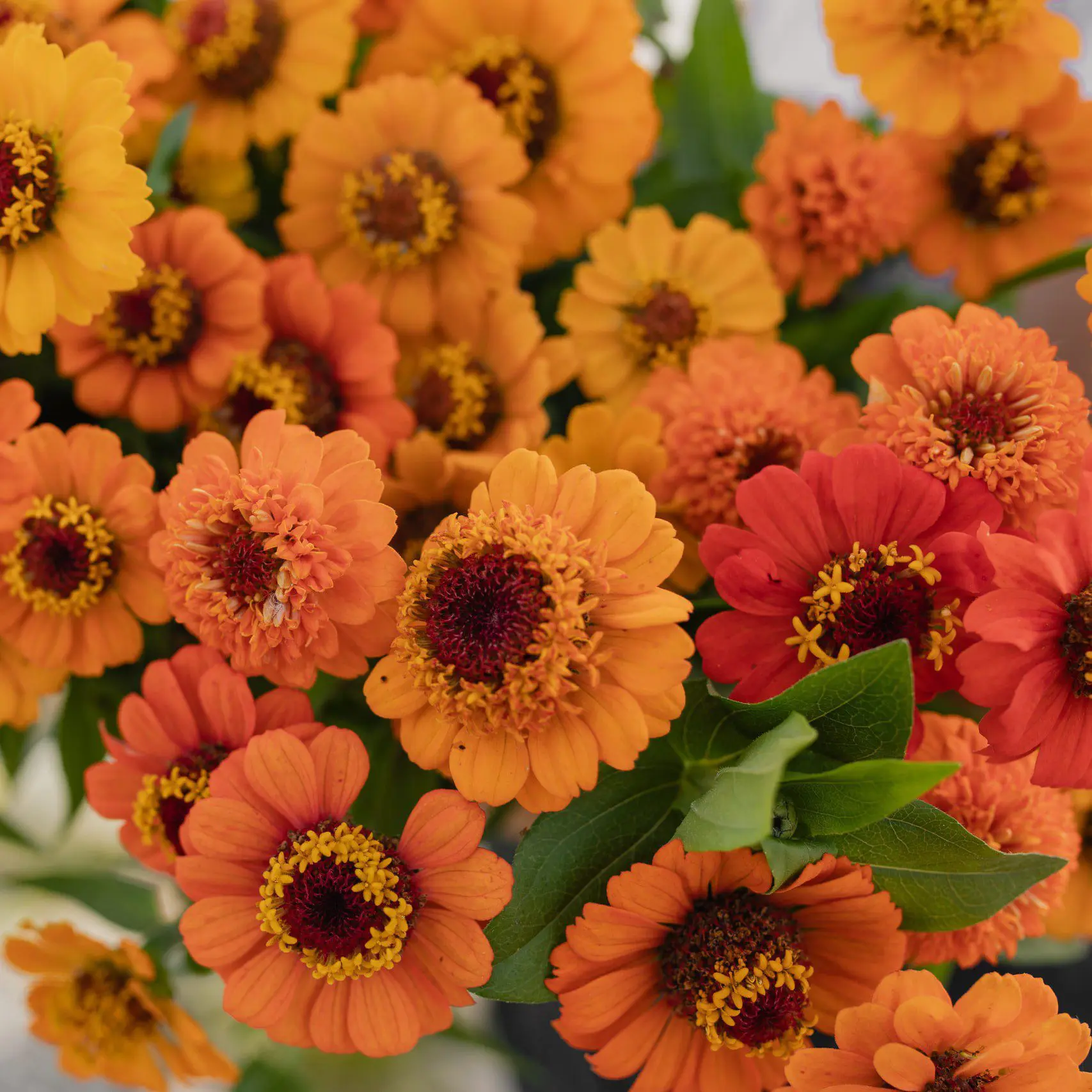 Cynia Zinderella Orange (Loukykvet) - obrazek 4