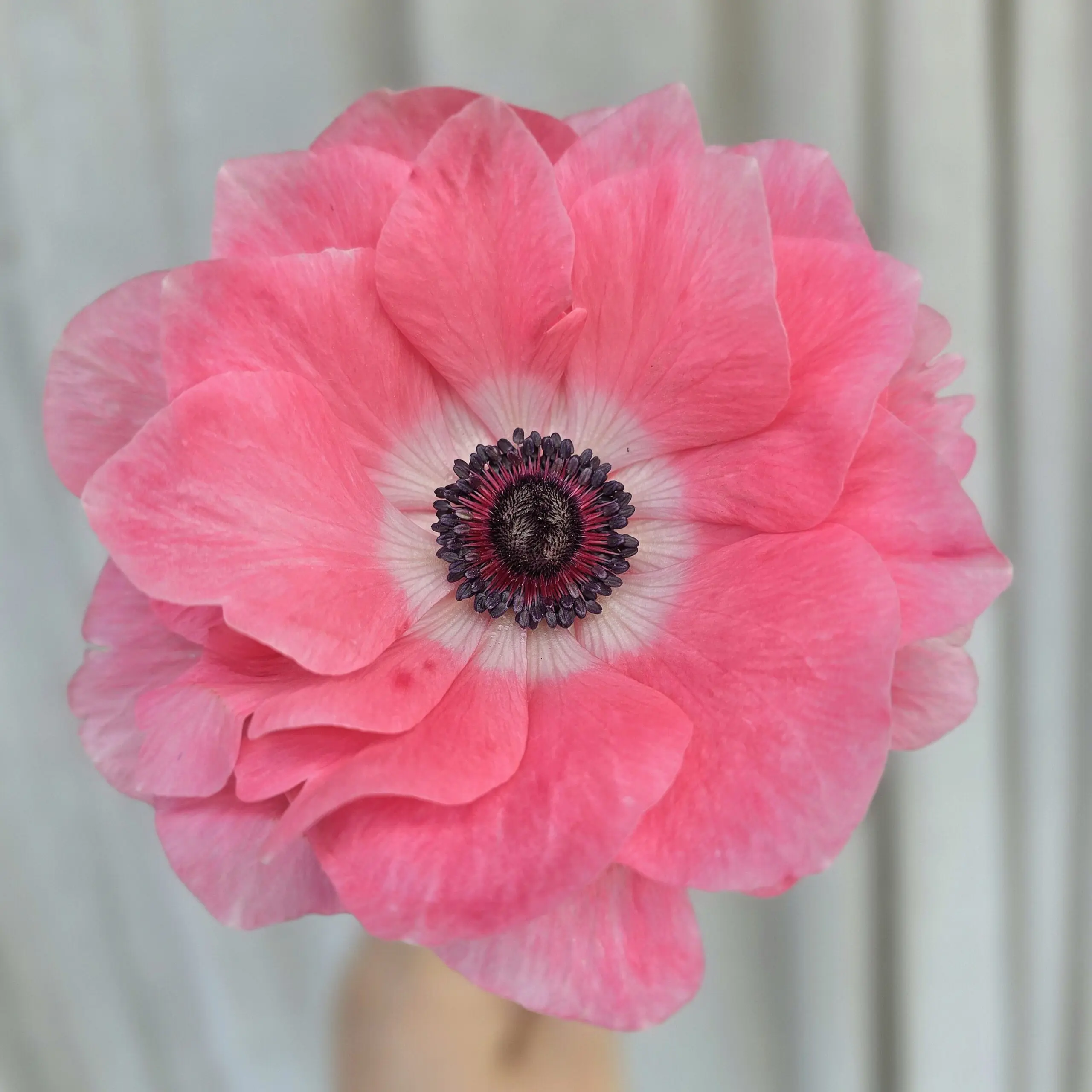 Zawilce włoskie Mistral ® Rosa Chiaro V - obrazek 4