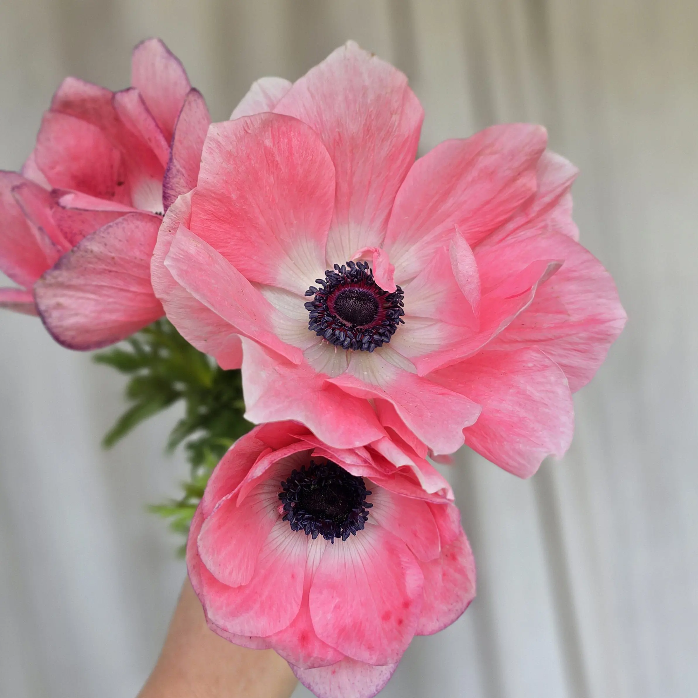 Zawilce włoskie Mistral ® Rosa Chiaro V - obrazek 2