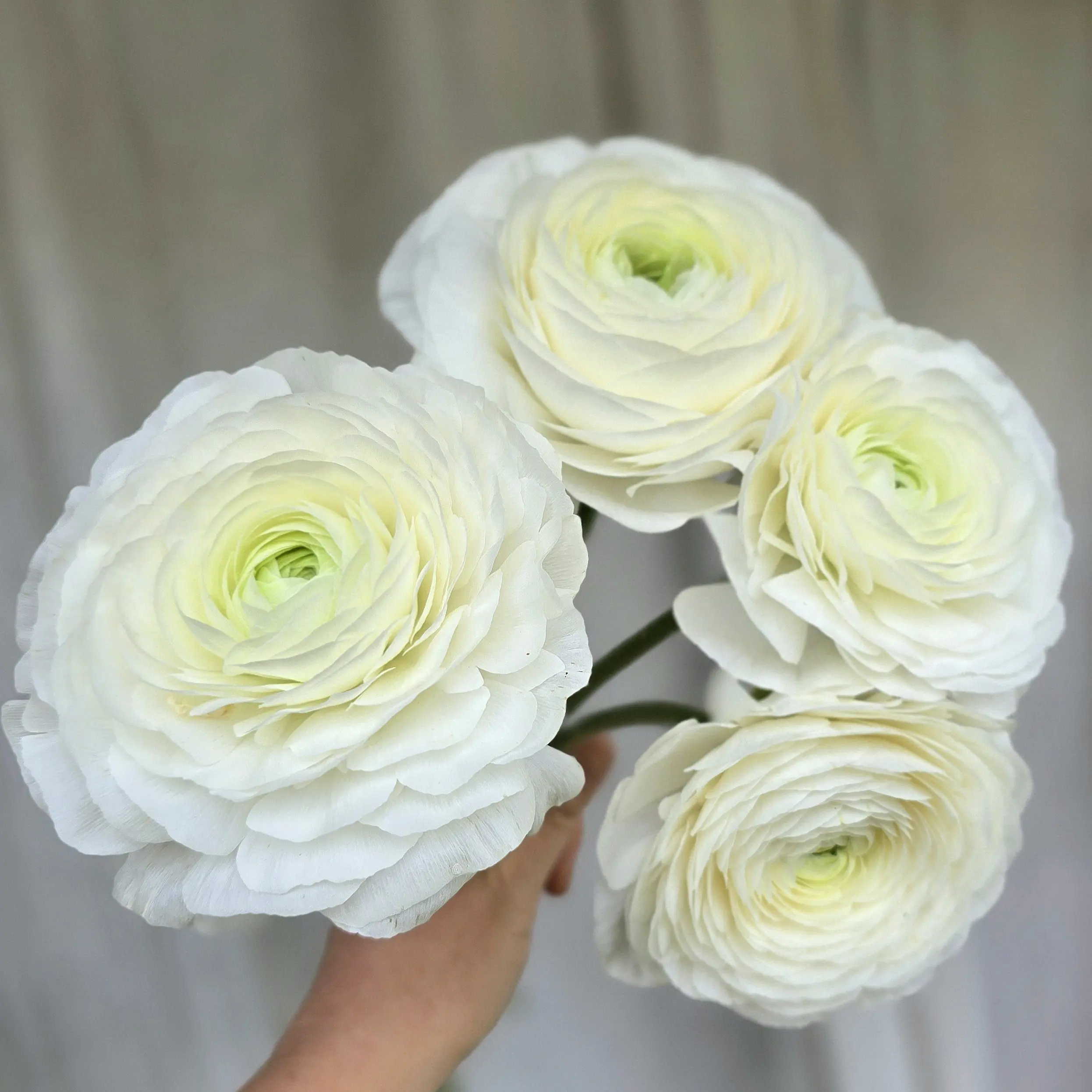 Jaskry włoskie Elegance ® Snow White V - obrazek 4