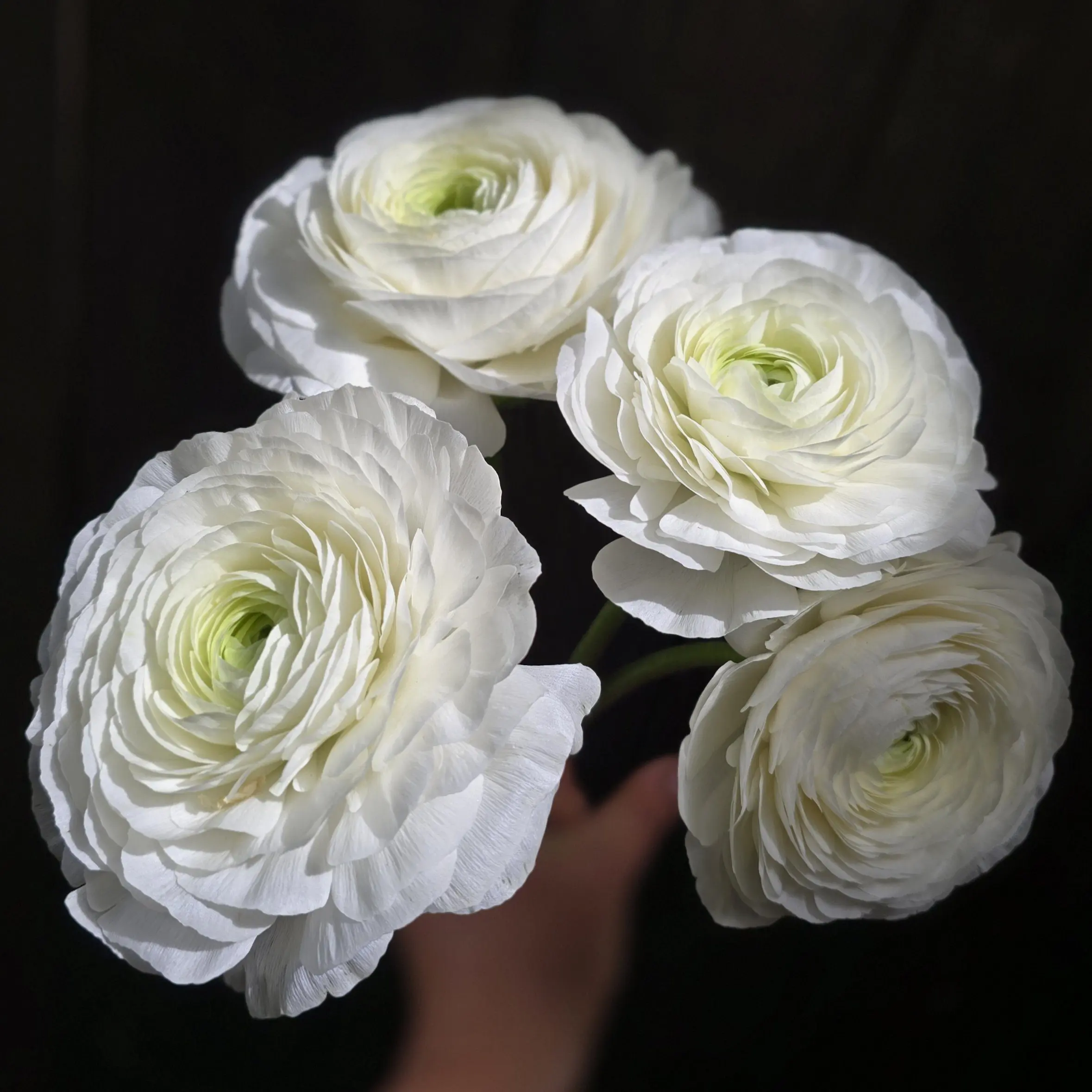 Jaskry włoskie Elegance ® Snow White V - obrazek 6