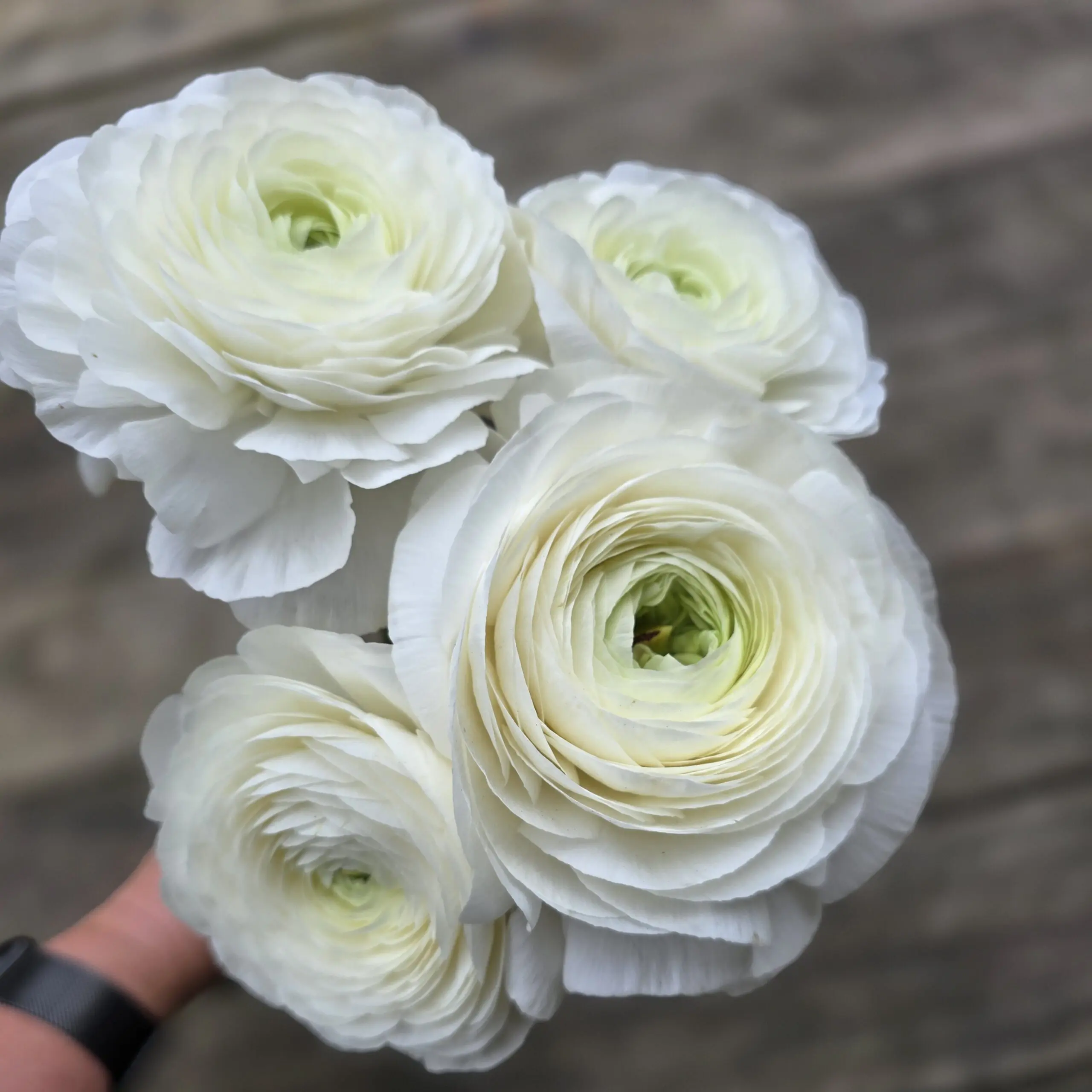 Jaskry włoskie Elegance ® Snow White V - obrazek 5