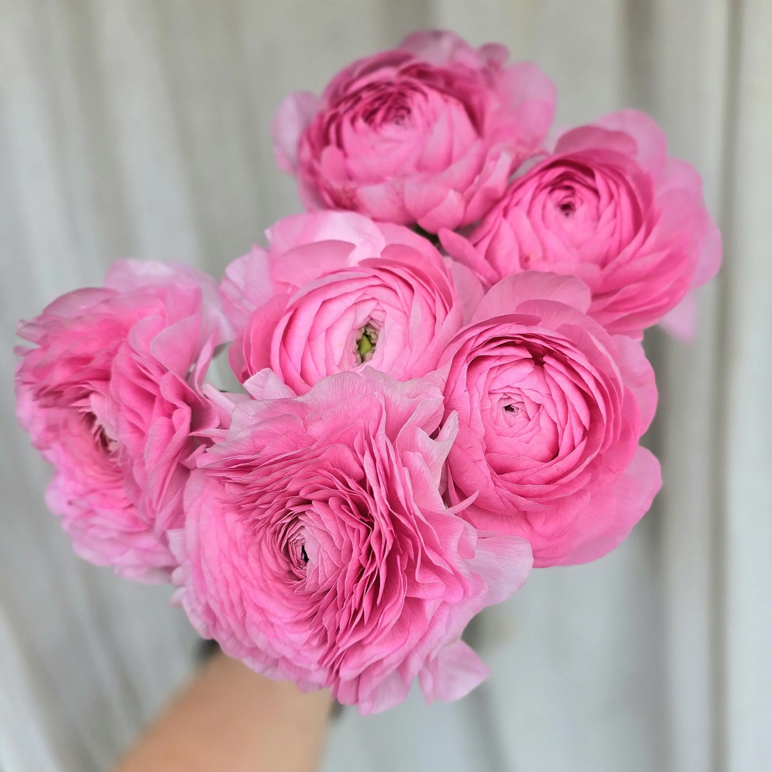 Jaskry włoskie Elegance ® Rosa V