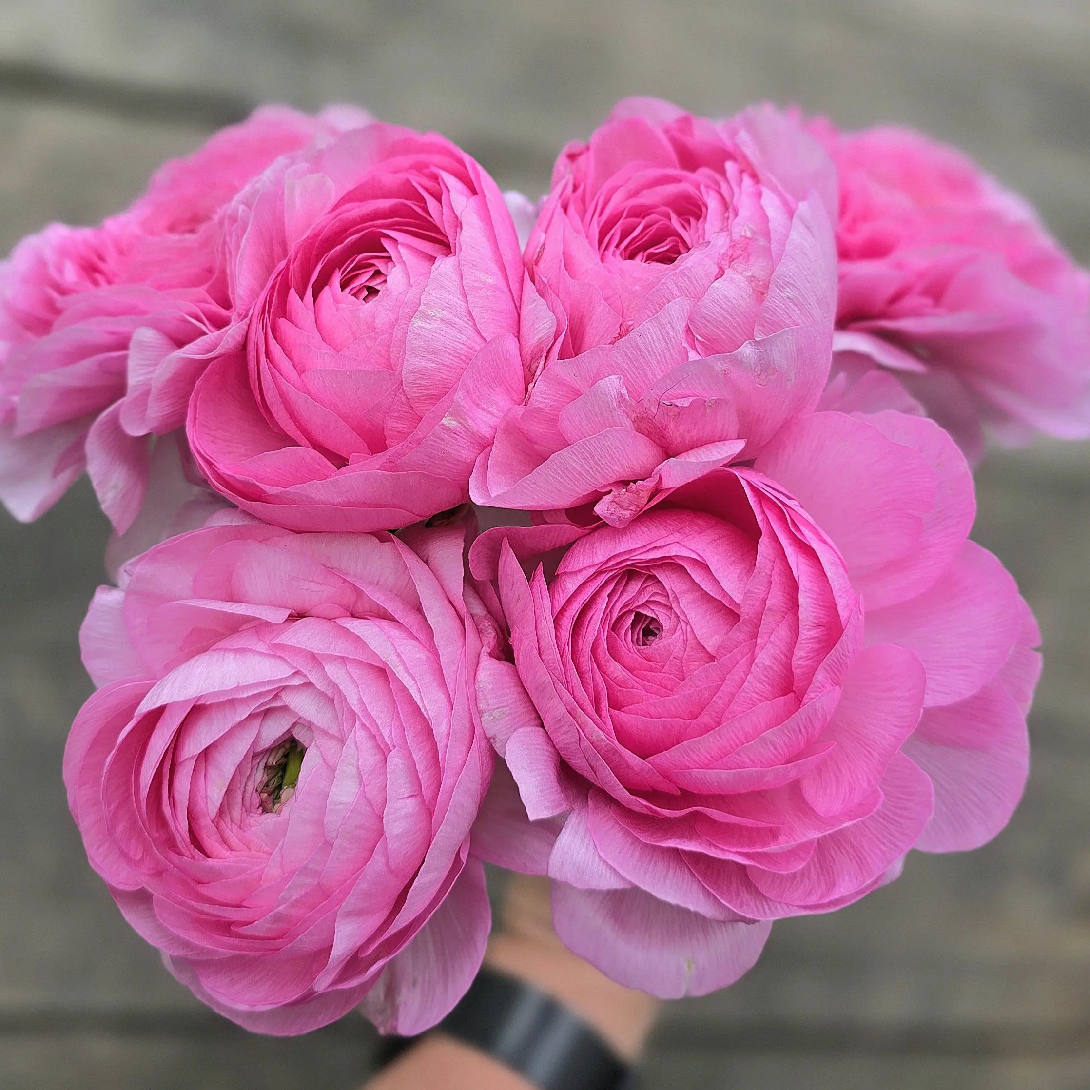 Jaskry włoskie Elegance ® Rosa V - obrazek 2