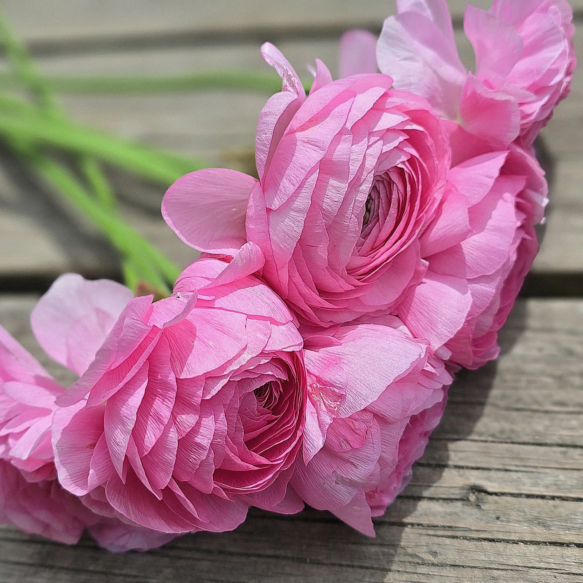 Jaskry włoskie Elegance ® Rosa V - obrazek 3