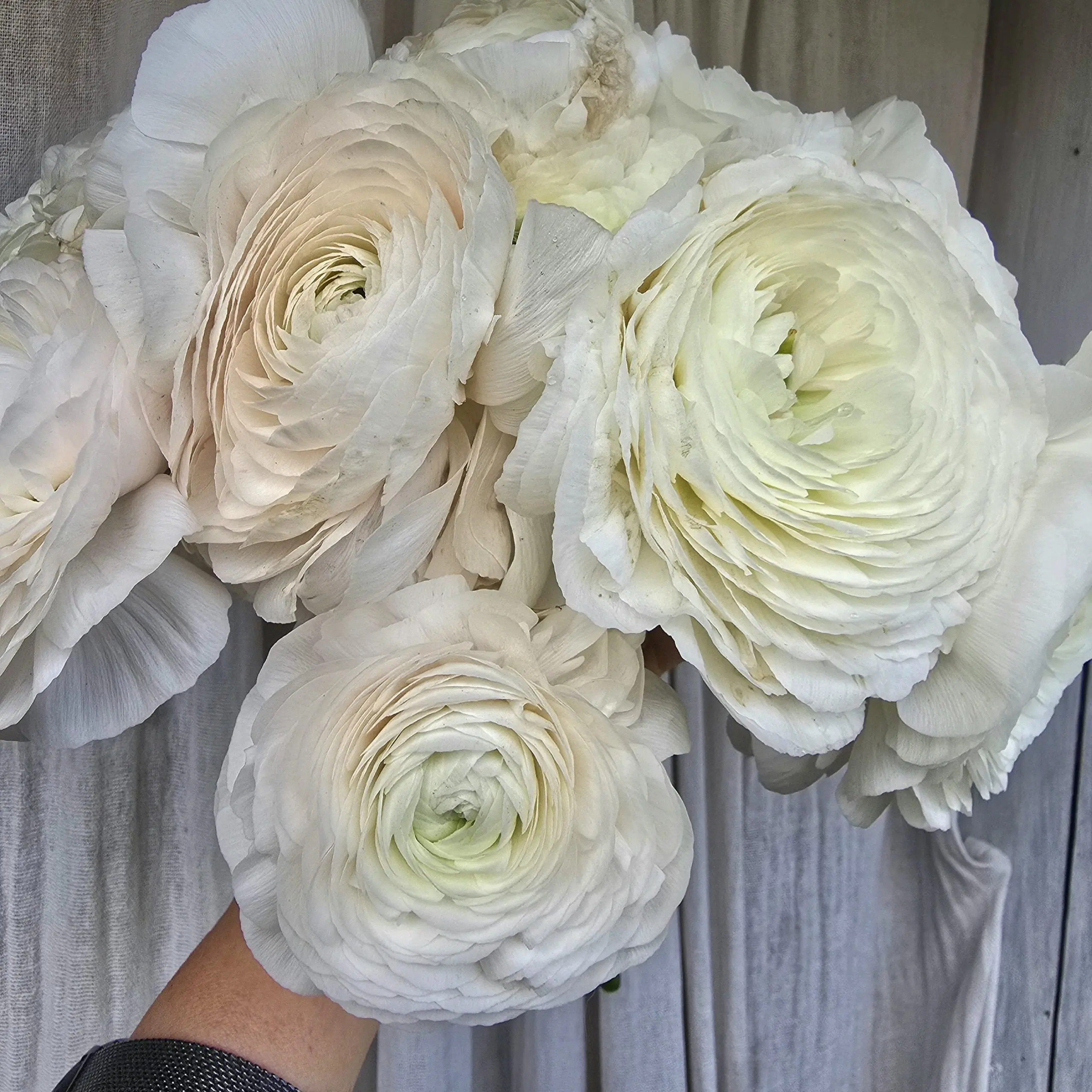 Jaskry włoskie Elegance ® Snow White V