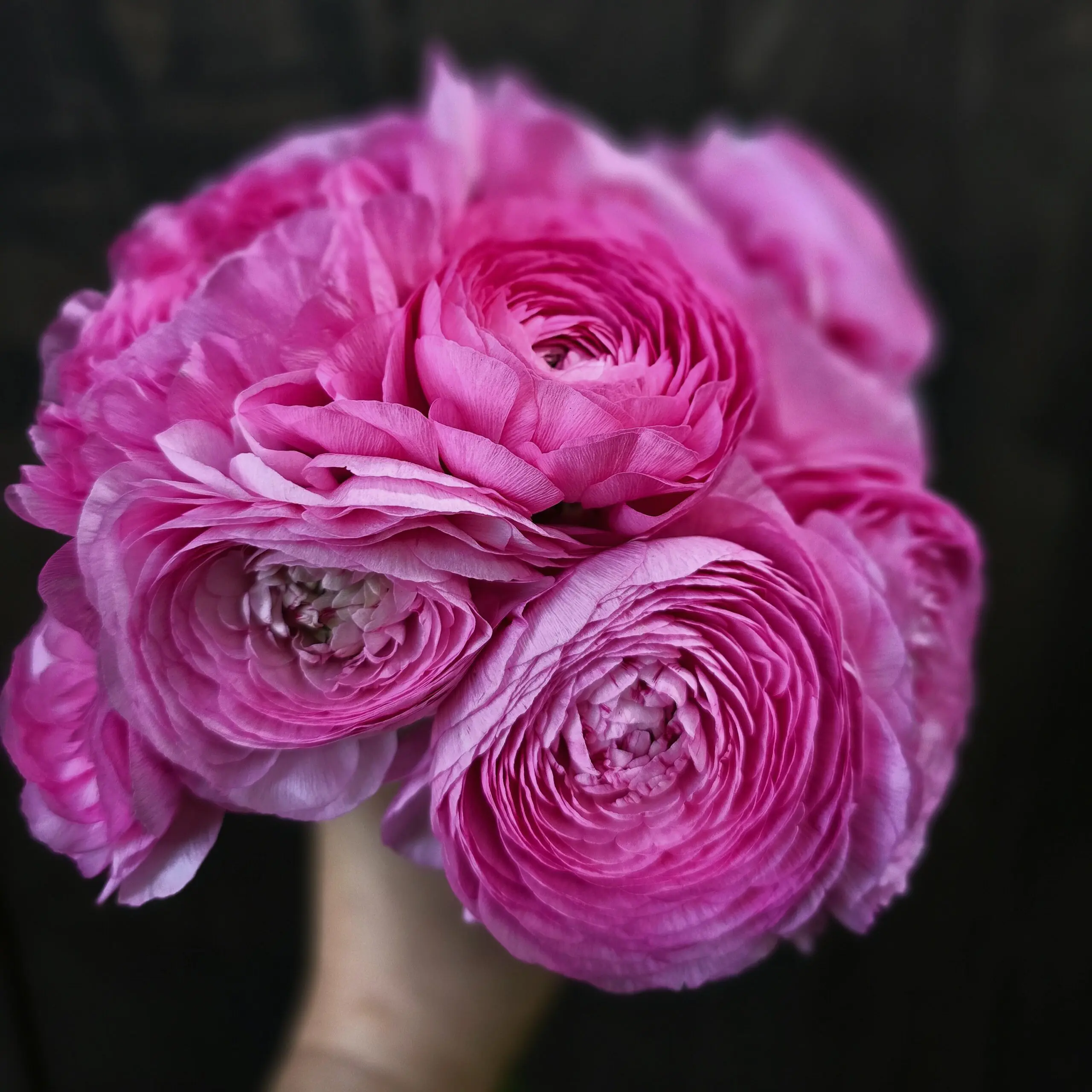 Jaskry włoskie Elegance ® Rosa V - obrazek 4