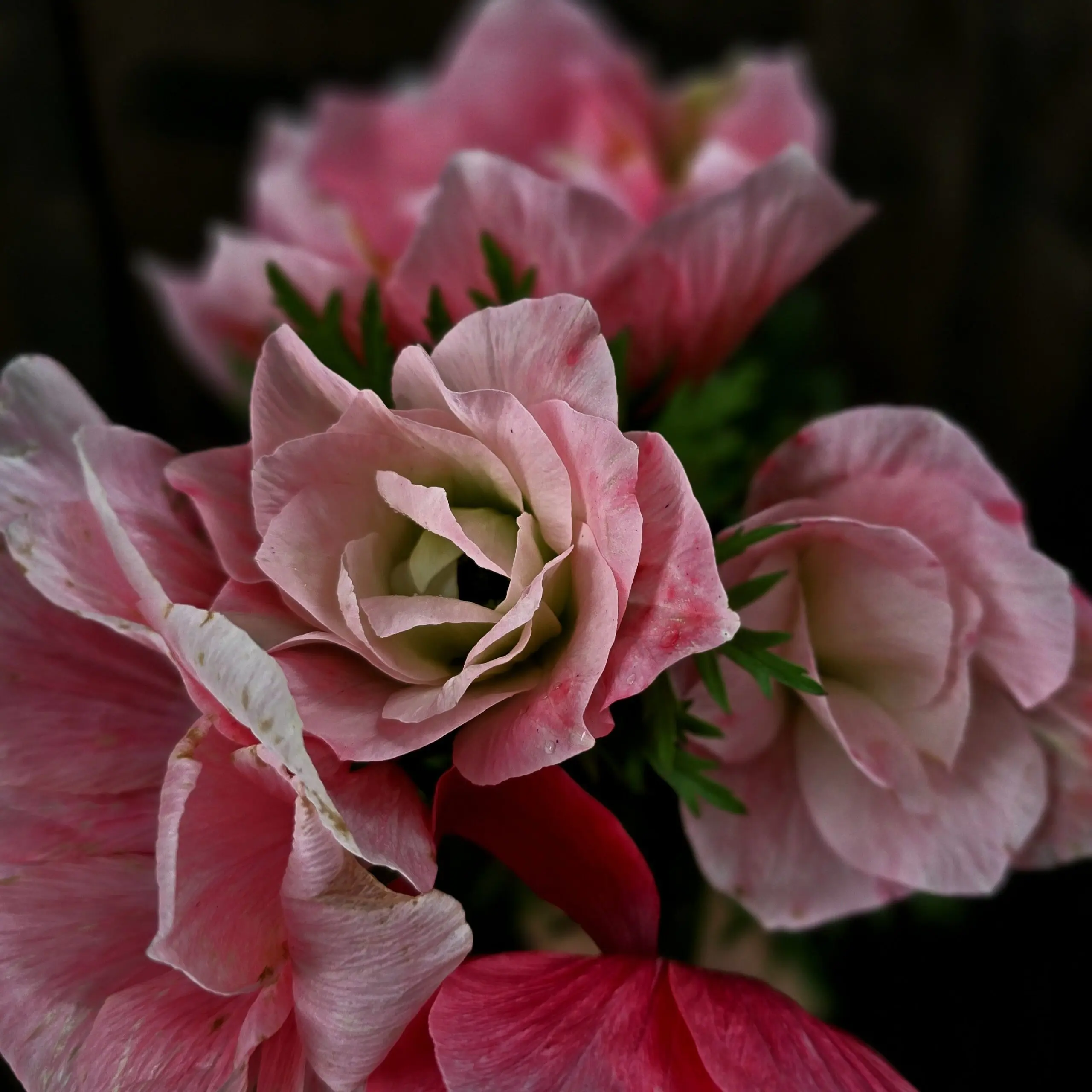 Zawilce włoskie Mistral ® Rosa Chiaro V - obrazek 3