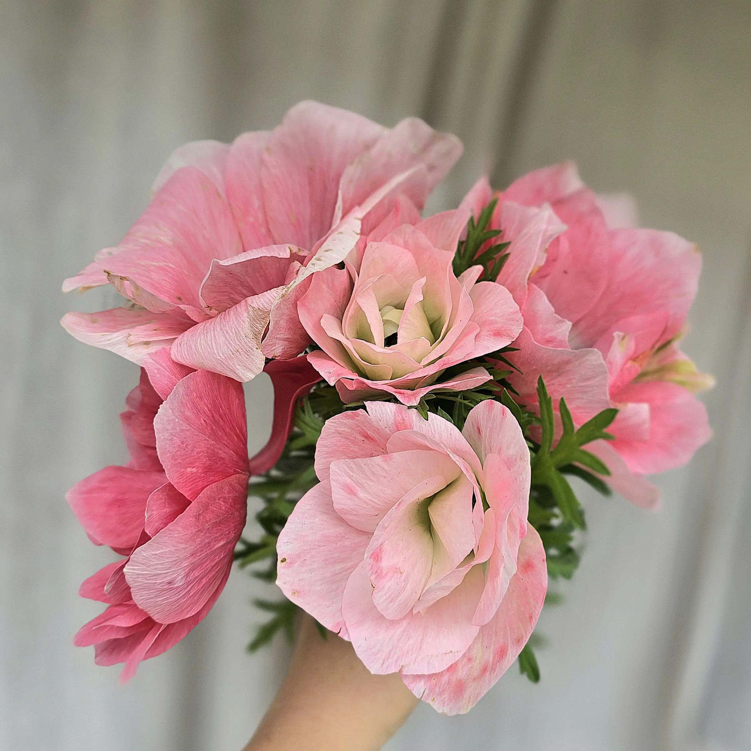 Zawilce włoskie Mistral ® Rosa Chiaro V
