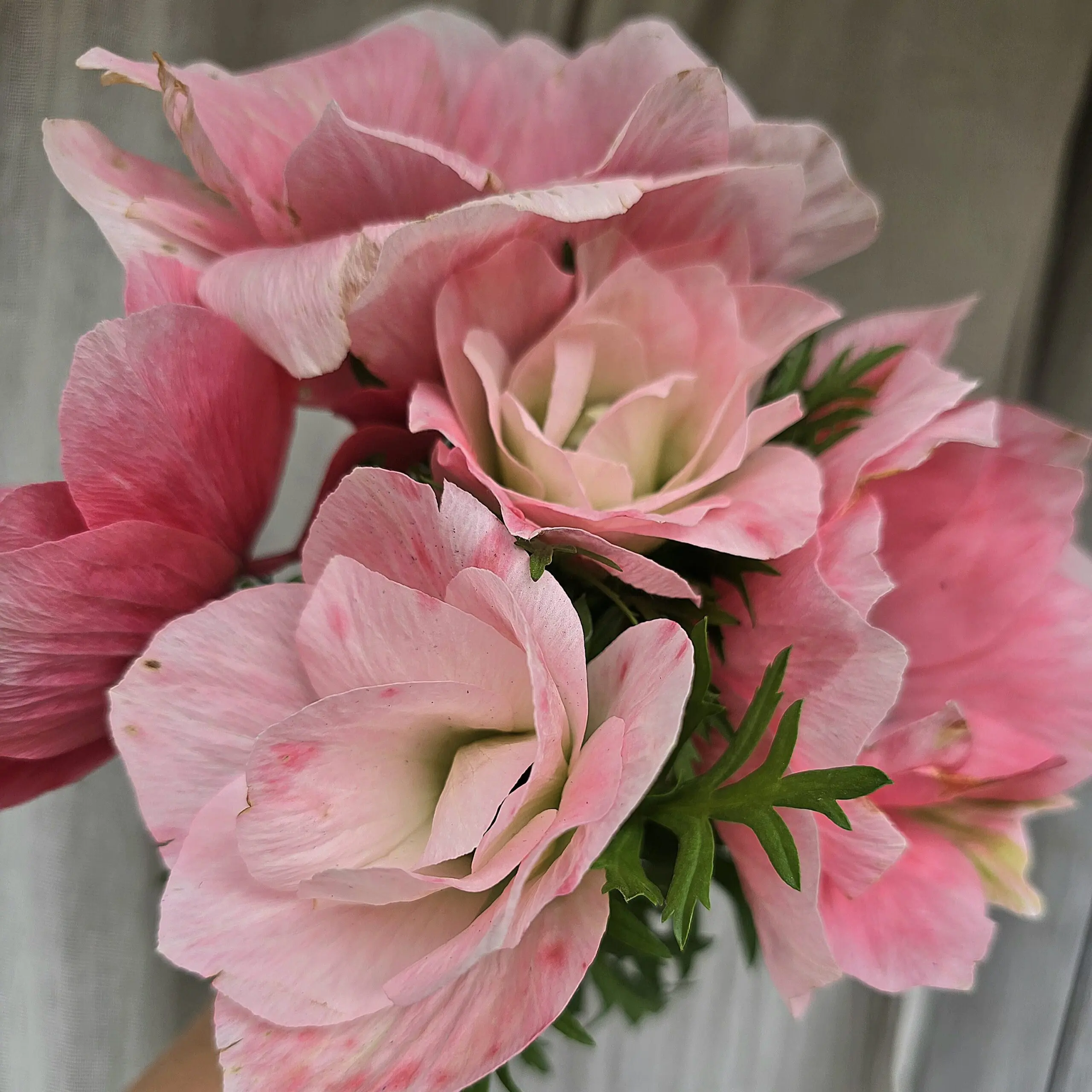 Zawilce włoskie Mistral ® Rosa Chiaro V - obrazek 5