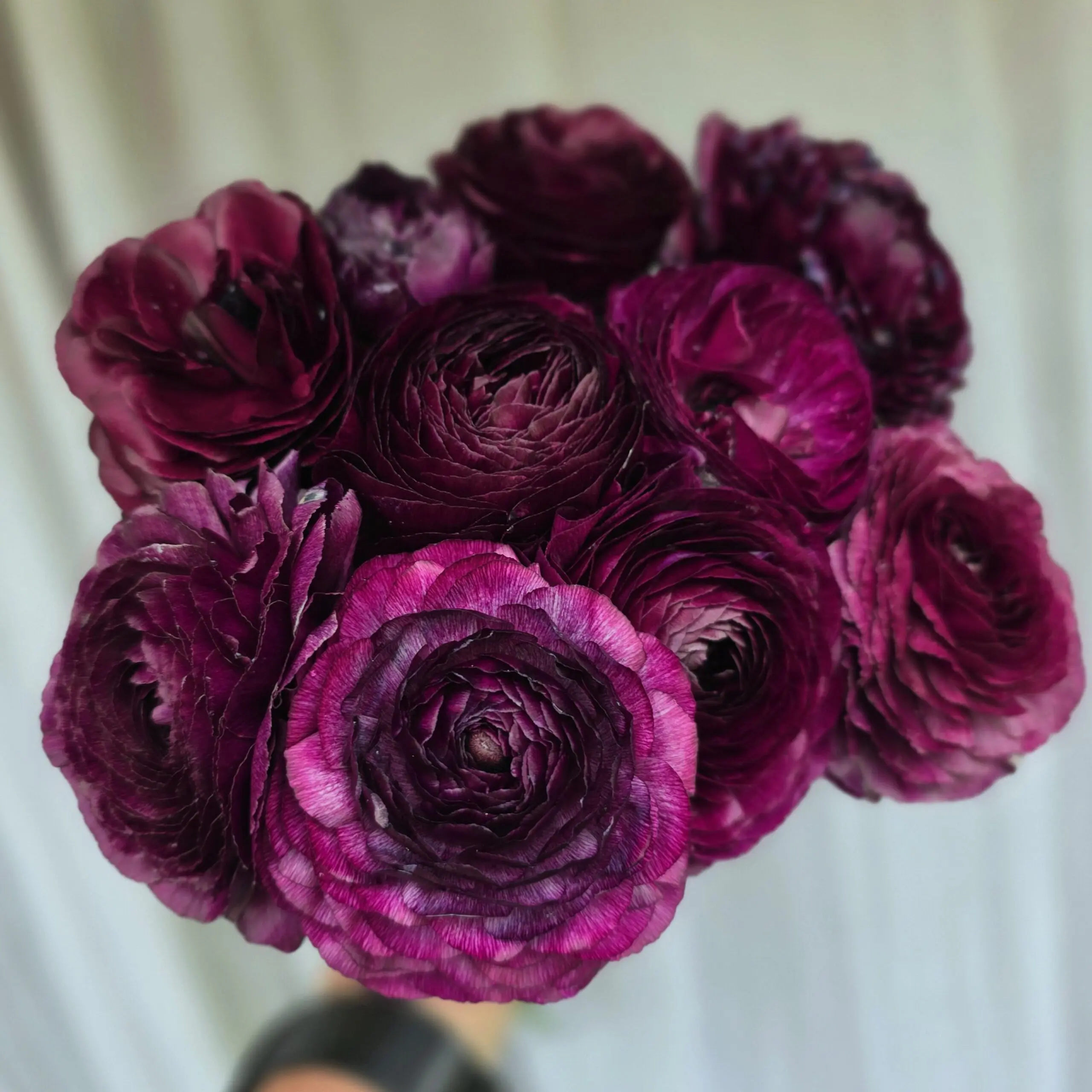 Jaskry włoskie Elegance ® Viola XX