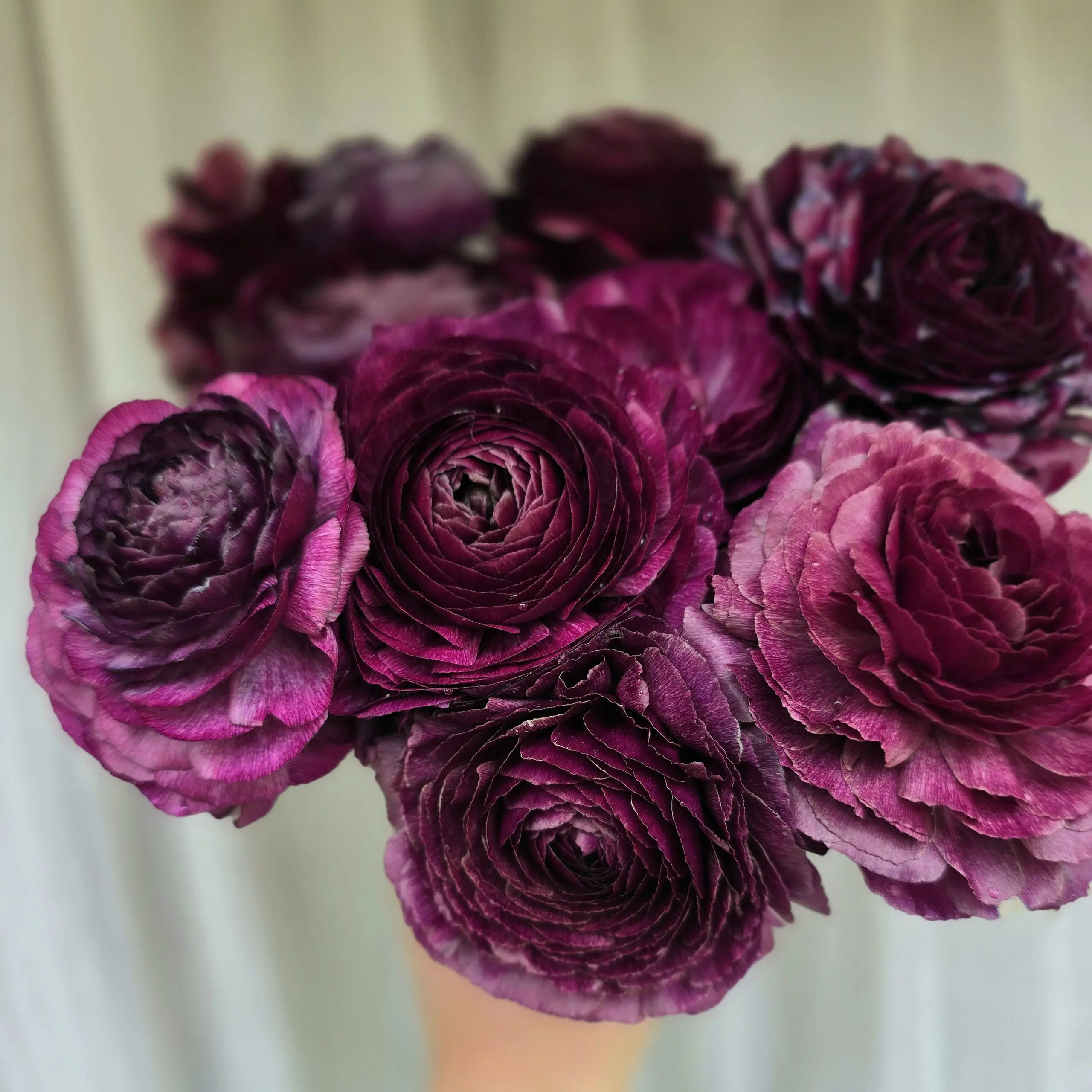 Jaskry włoskie Elegance ® Viola XX - obrazek 3