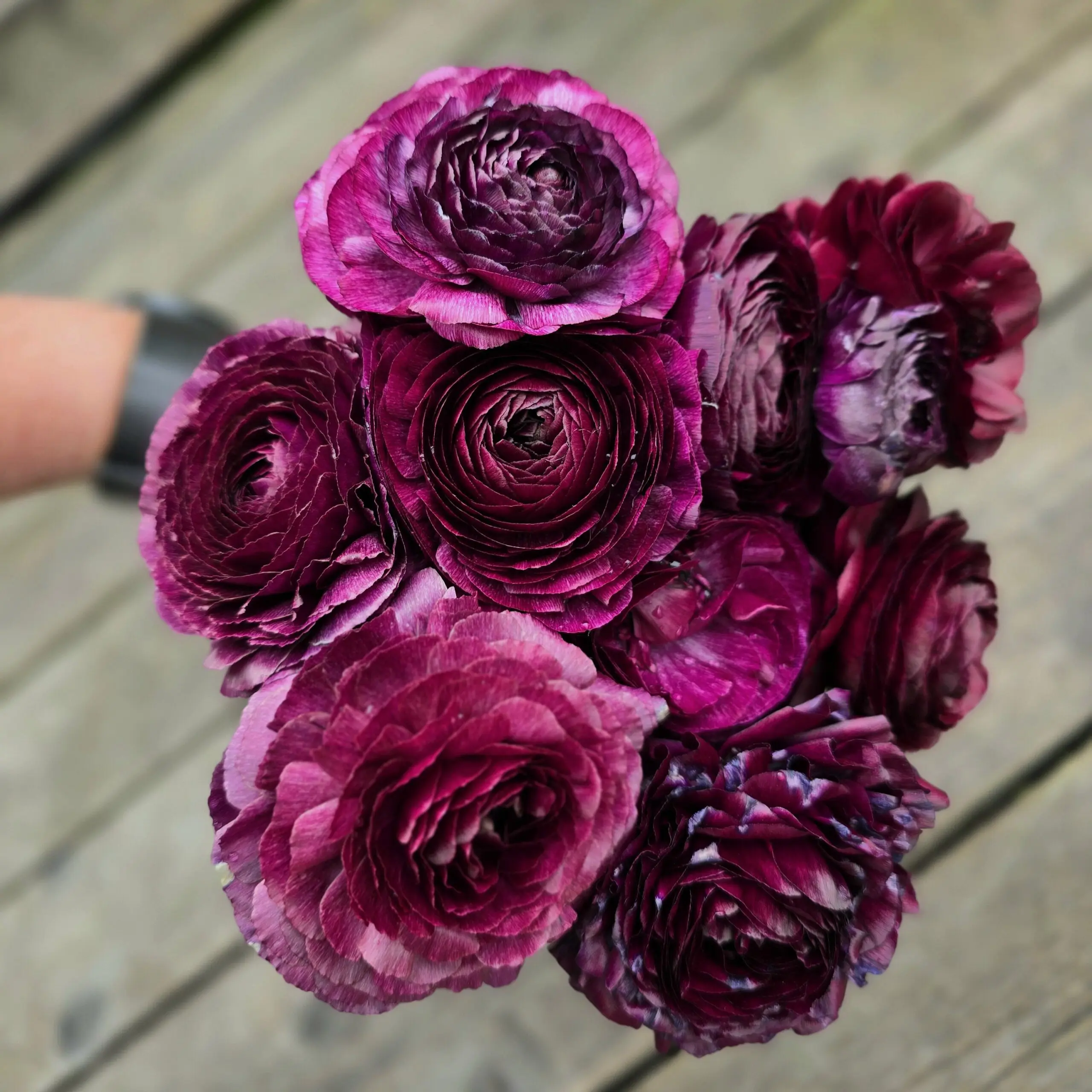 Jaskry włoskie Elegance ® Viola XX - obrazek 4