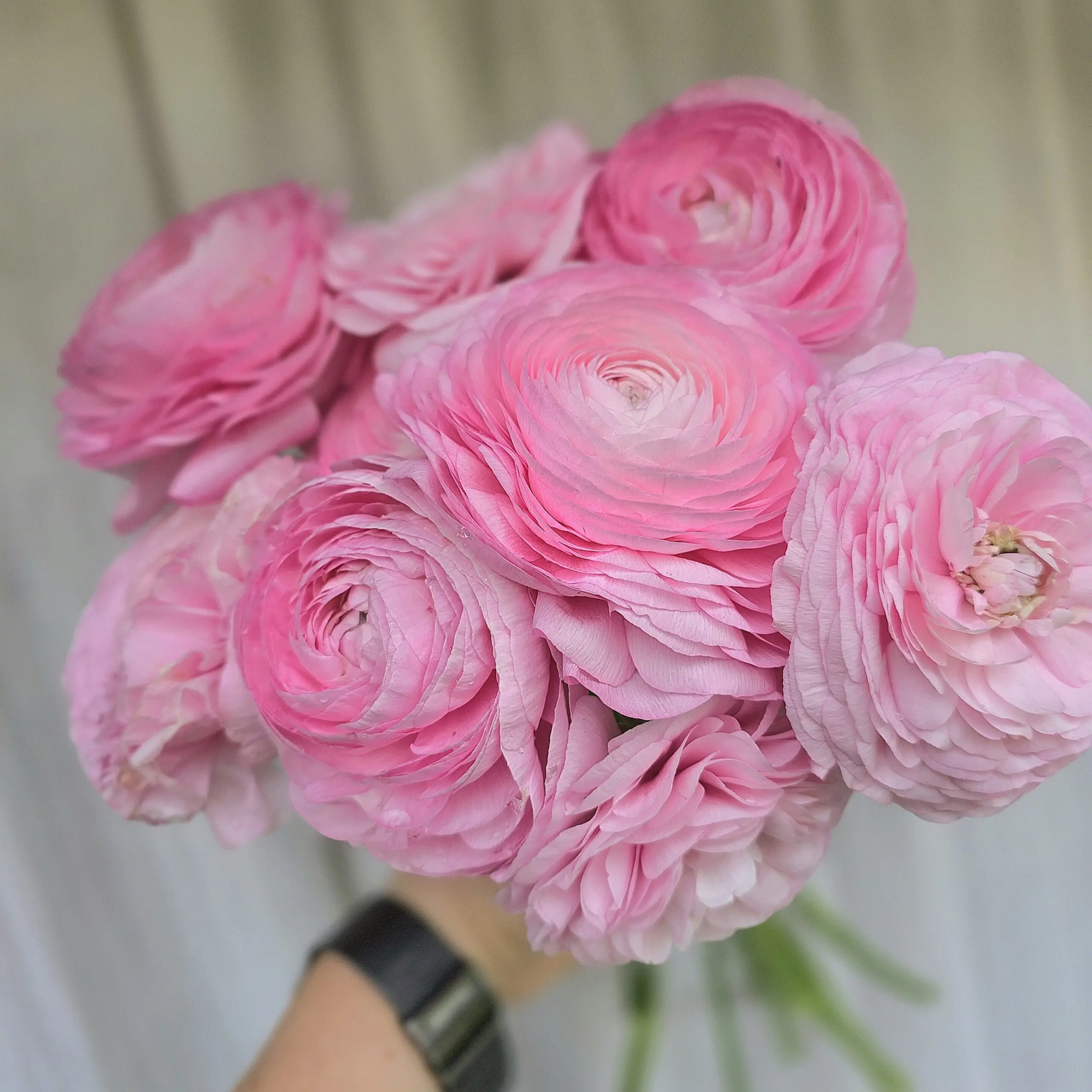 Jaskry włoskie Elegance ® Rosa Light V
