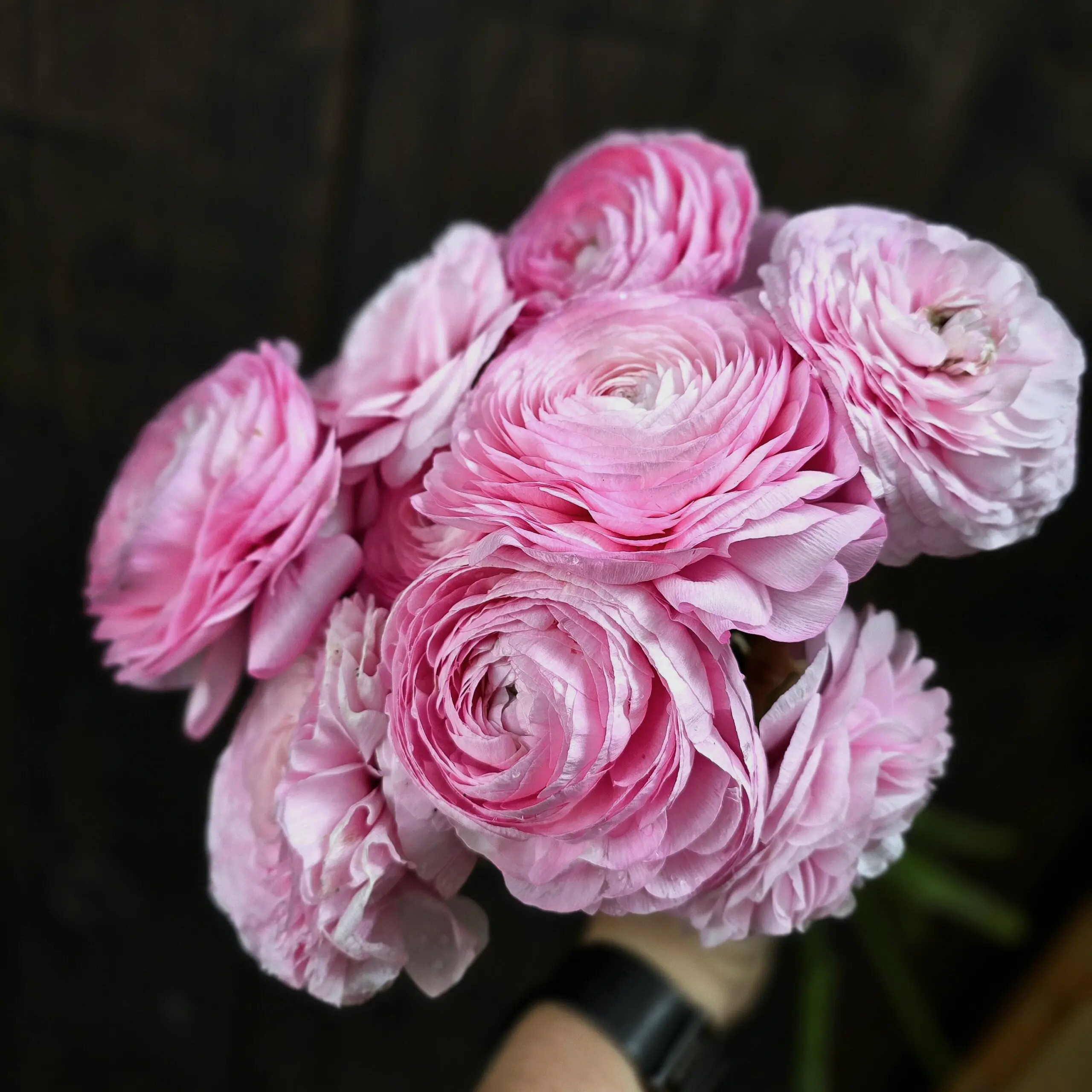 Jaskry włoskie Elegance ® Rosa Light V - obrazek 2
