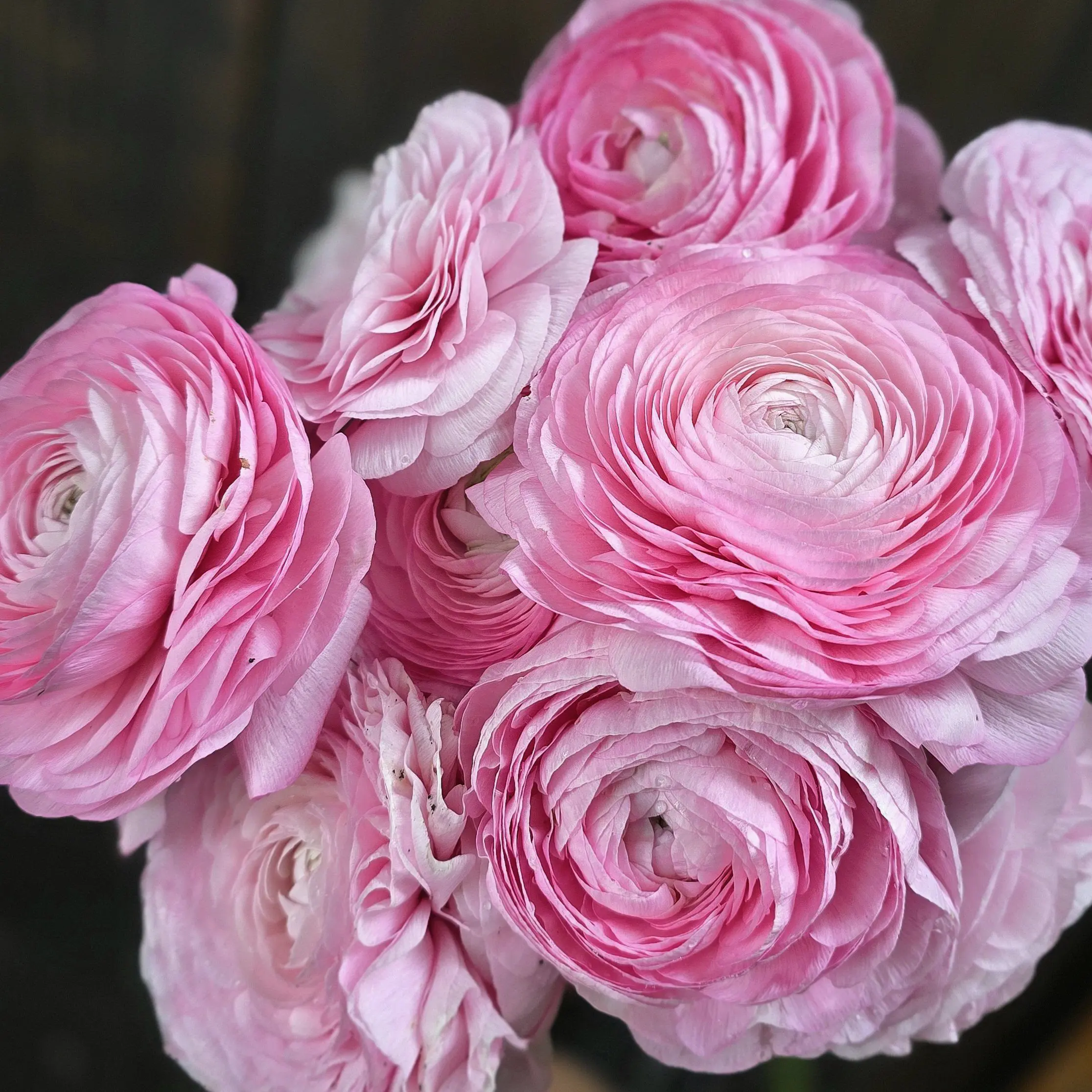 Jaskry włoskie Elegance ® Rosa Light V - obrazek 4