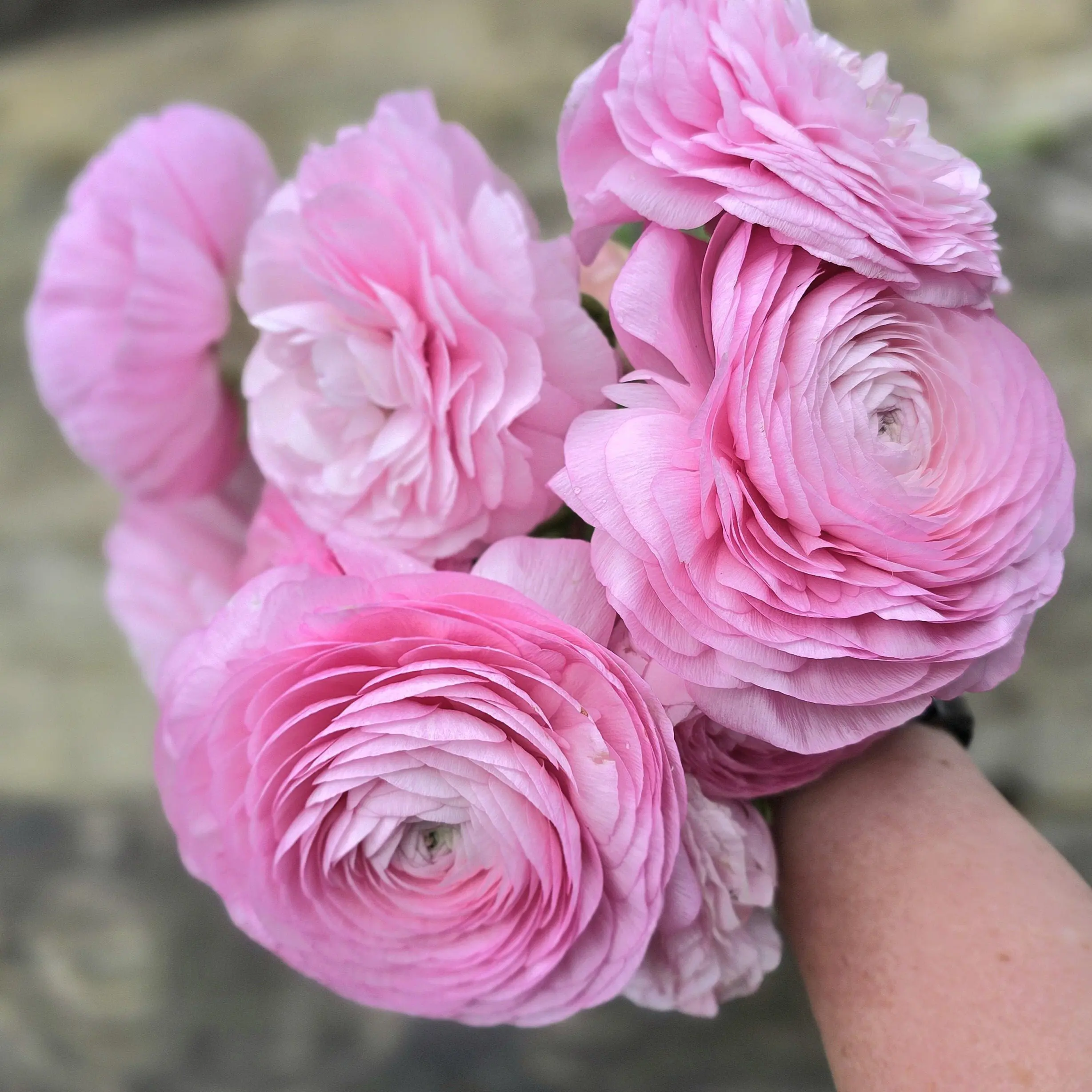 Jaskry włoskie Elegance ® Rosa Light V - obrazek 3