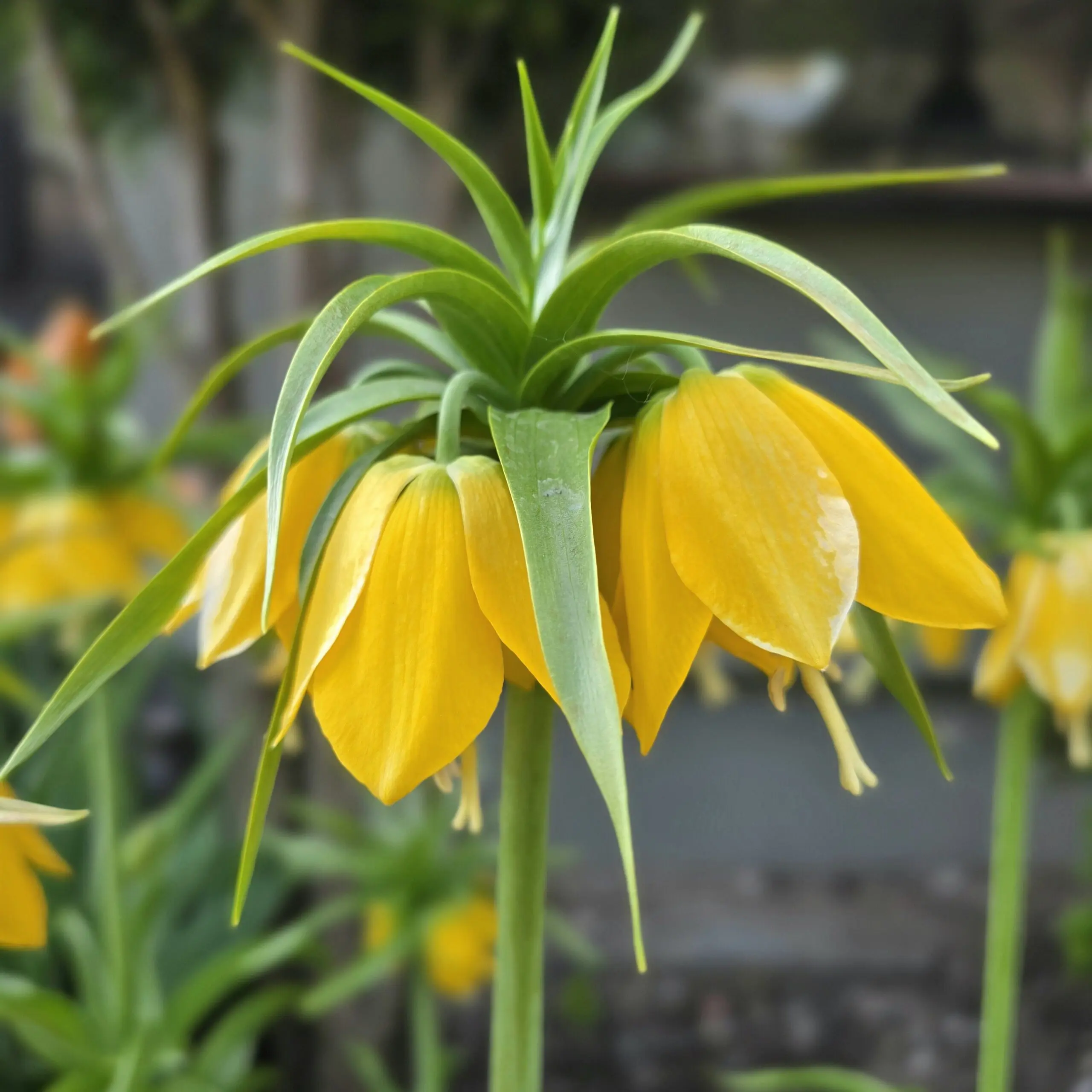 Szachownica cesarska Lutea