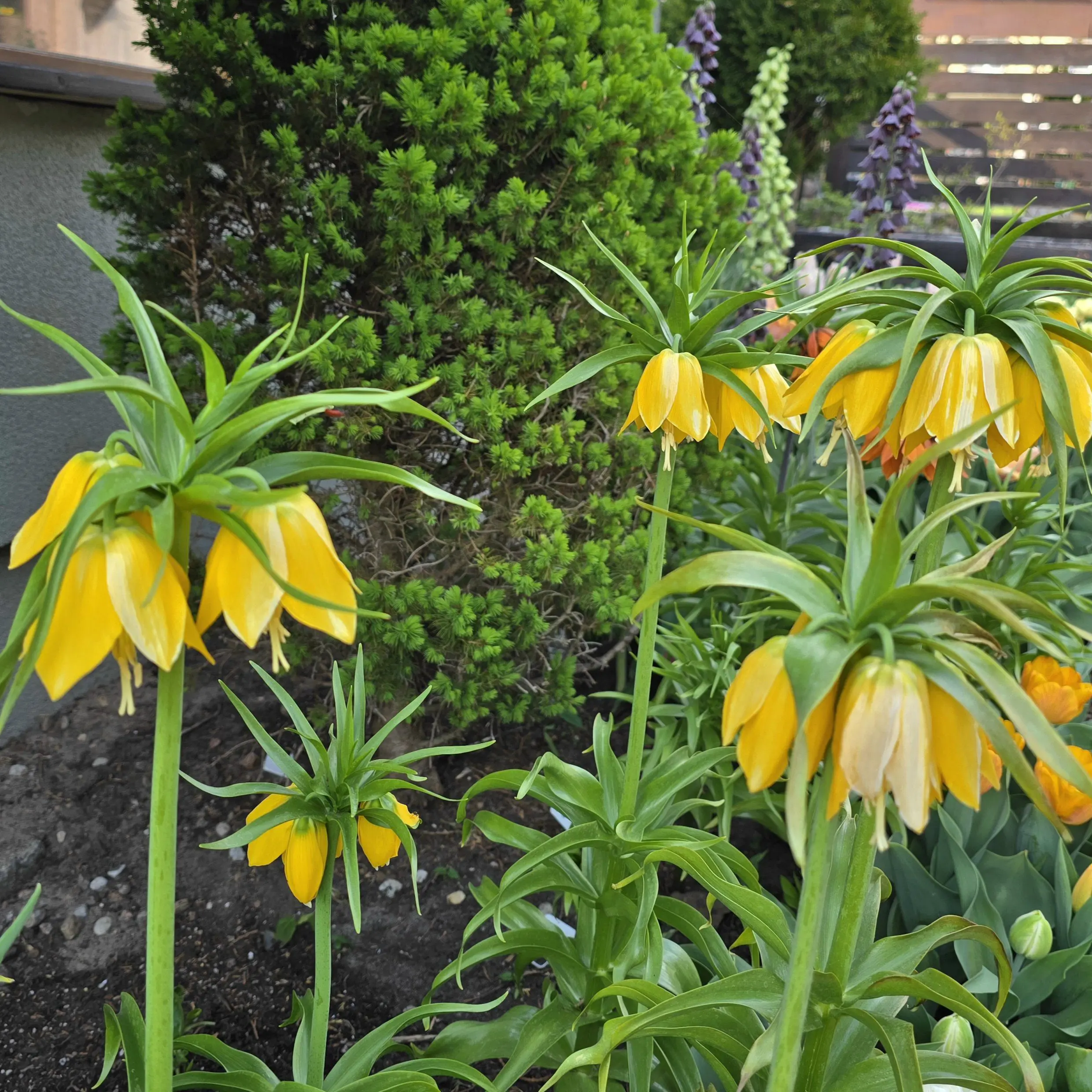 Szachownica cesarska Lutea - obrazek 4