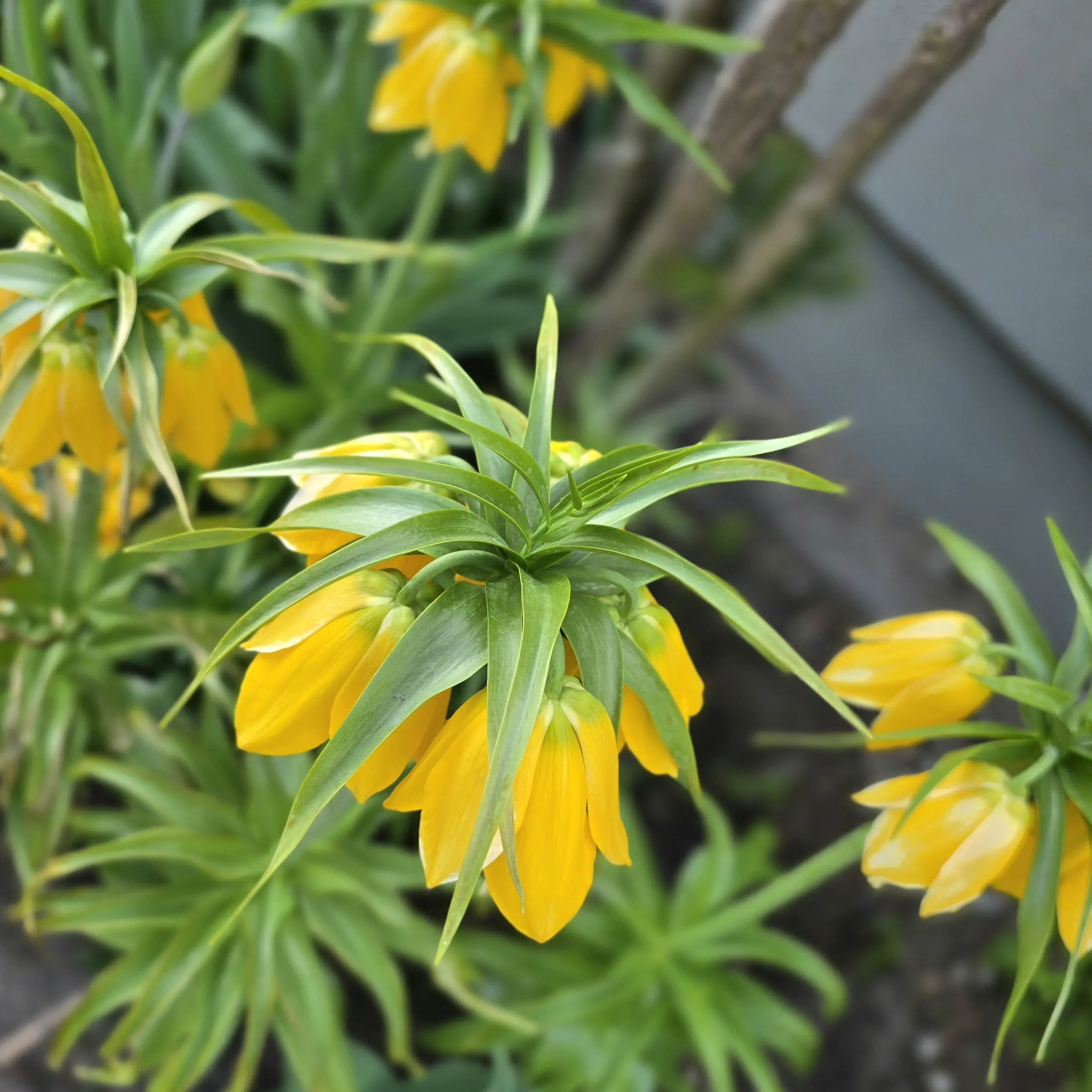 Szachownica cesarska Lutea - obrazek 3
