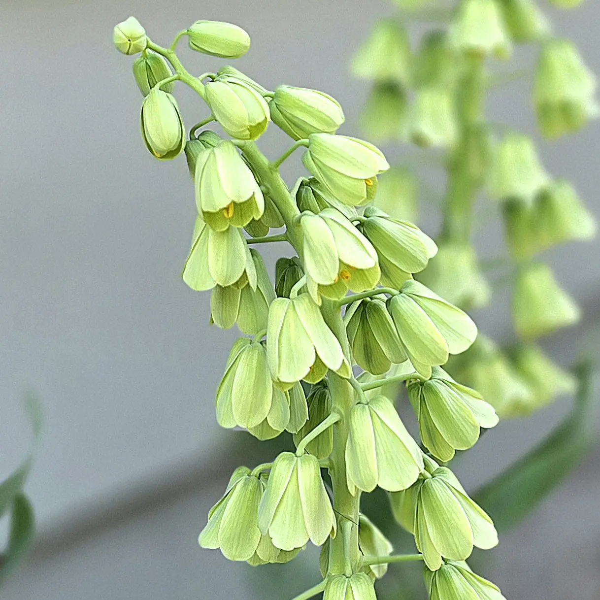 Szachownica perska Alba White