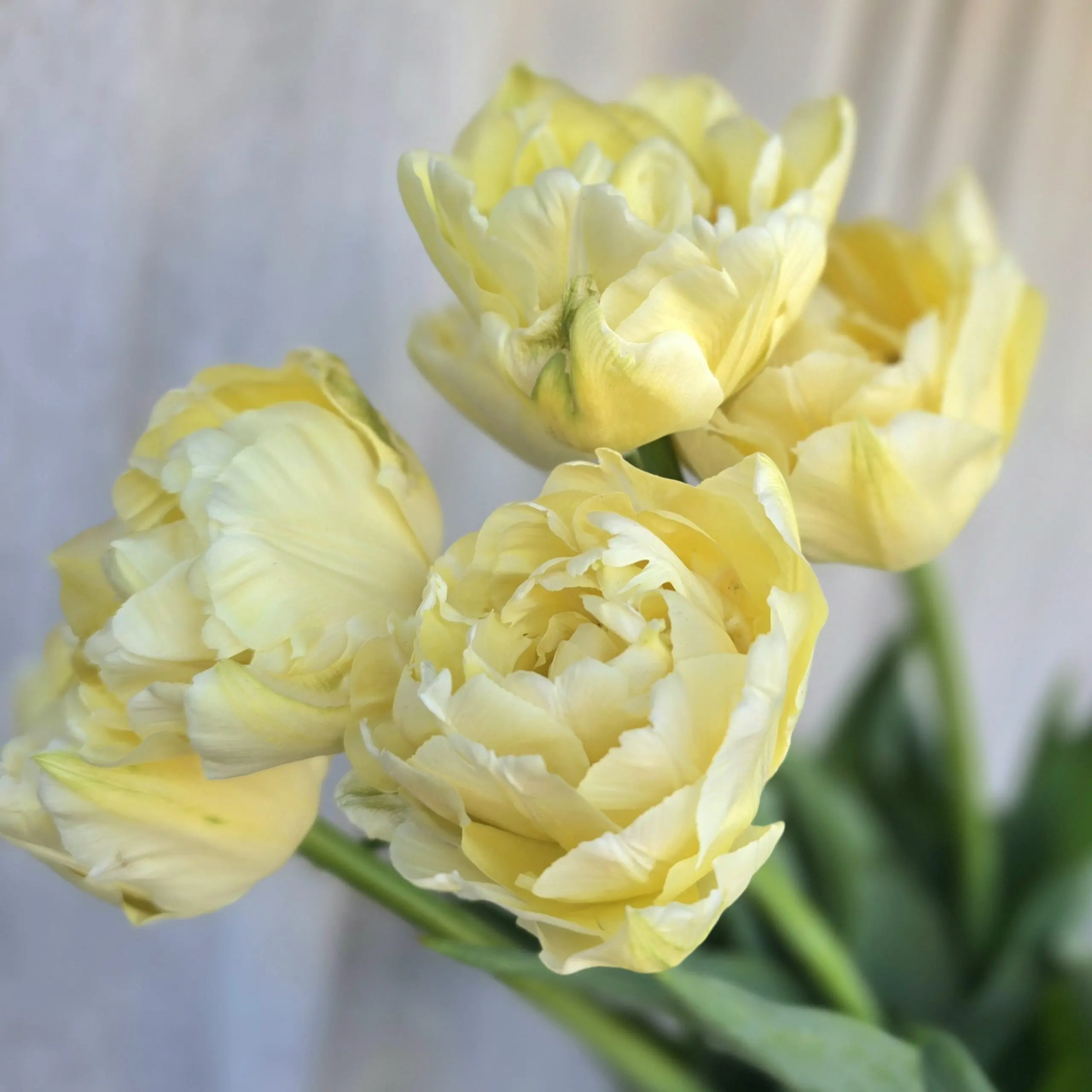Tulipan Avant Garde