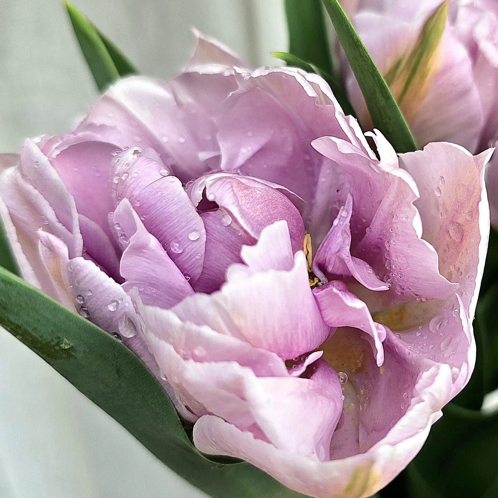 Tulipan Katinka - obrazek 5