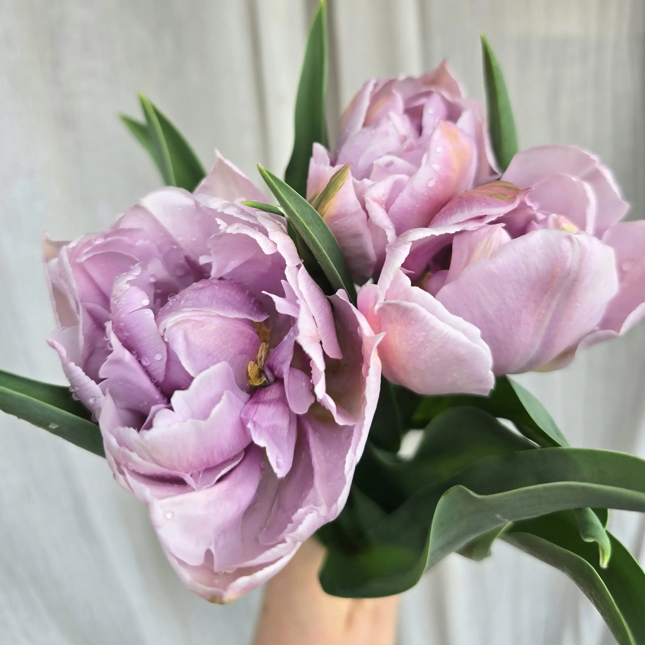 Tulipan Katinka