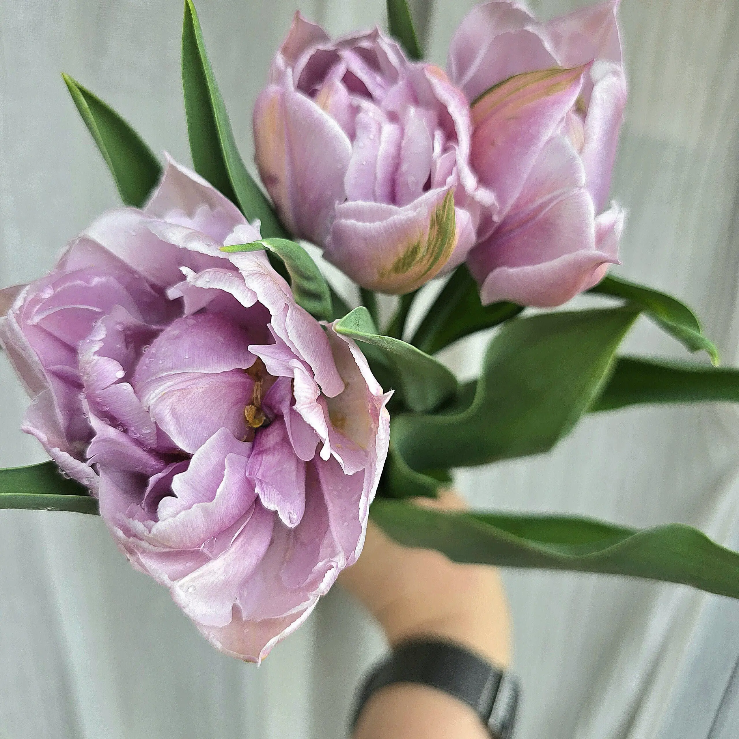 Tulipan Katinka - obrazek 6