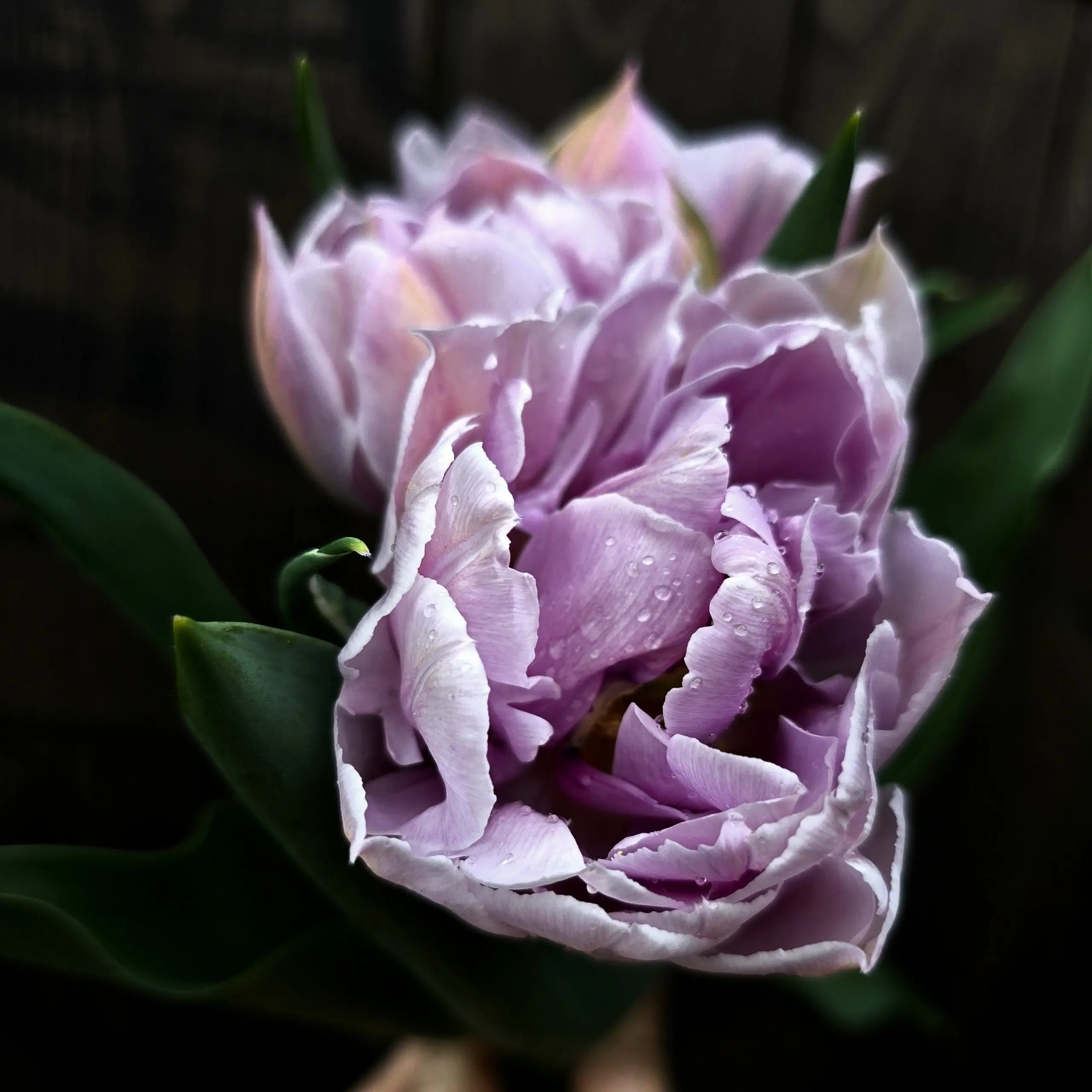 Tulipan Katinka - obrazek 2