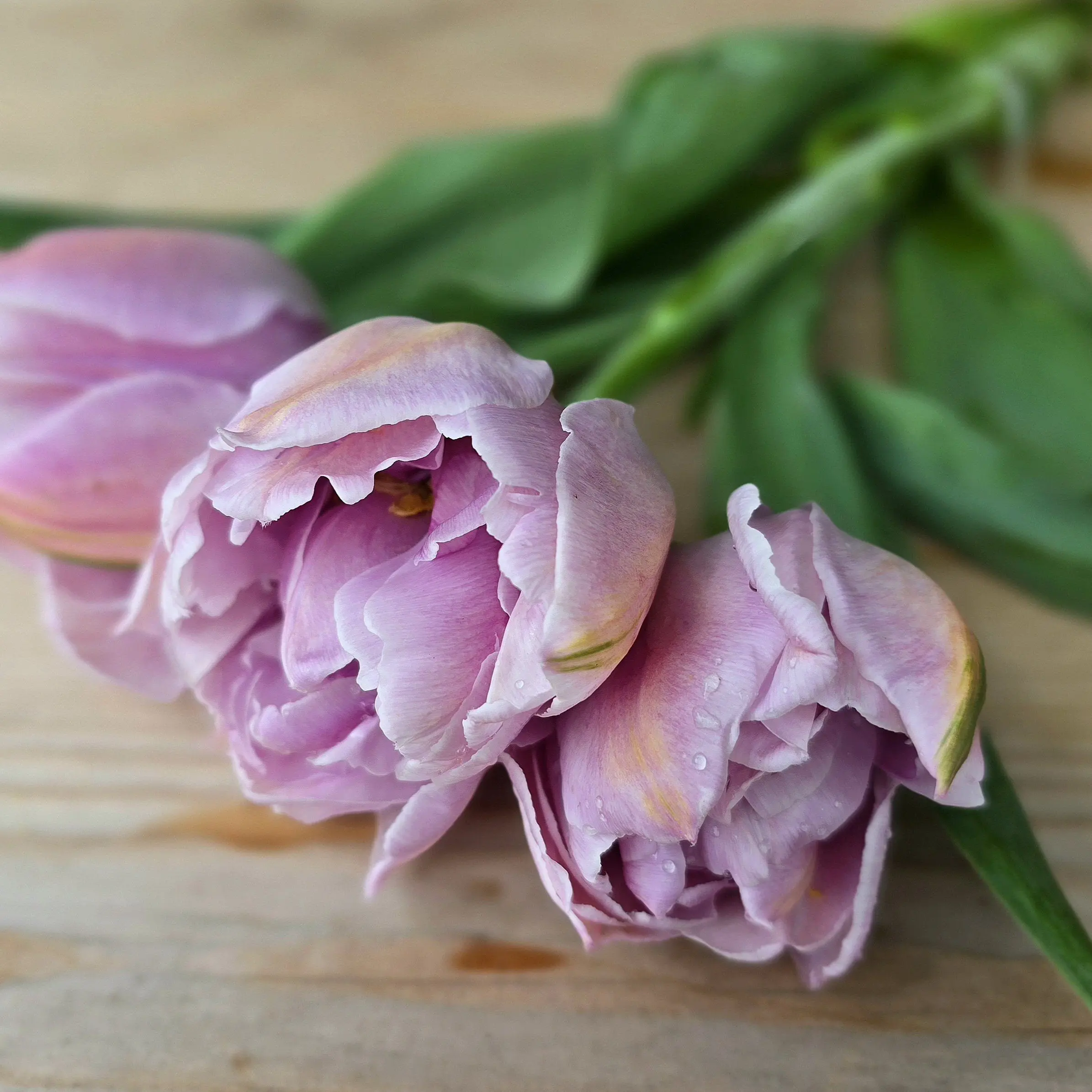Tulipan Katinka - obrazek 4