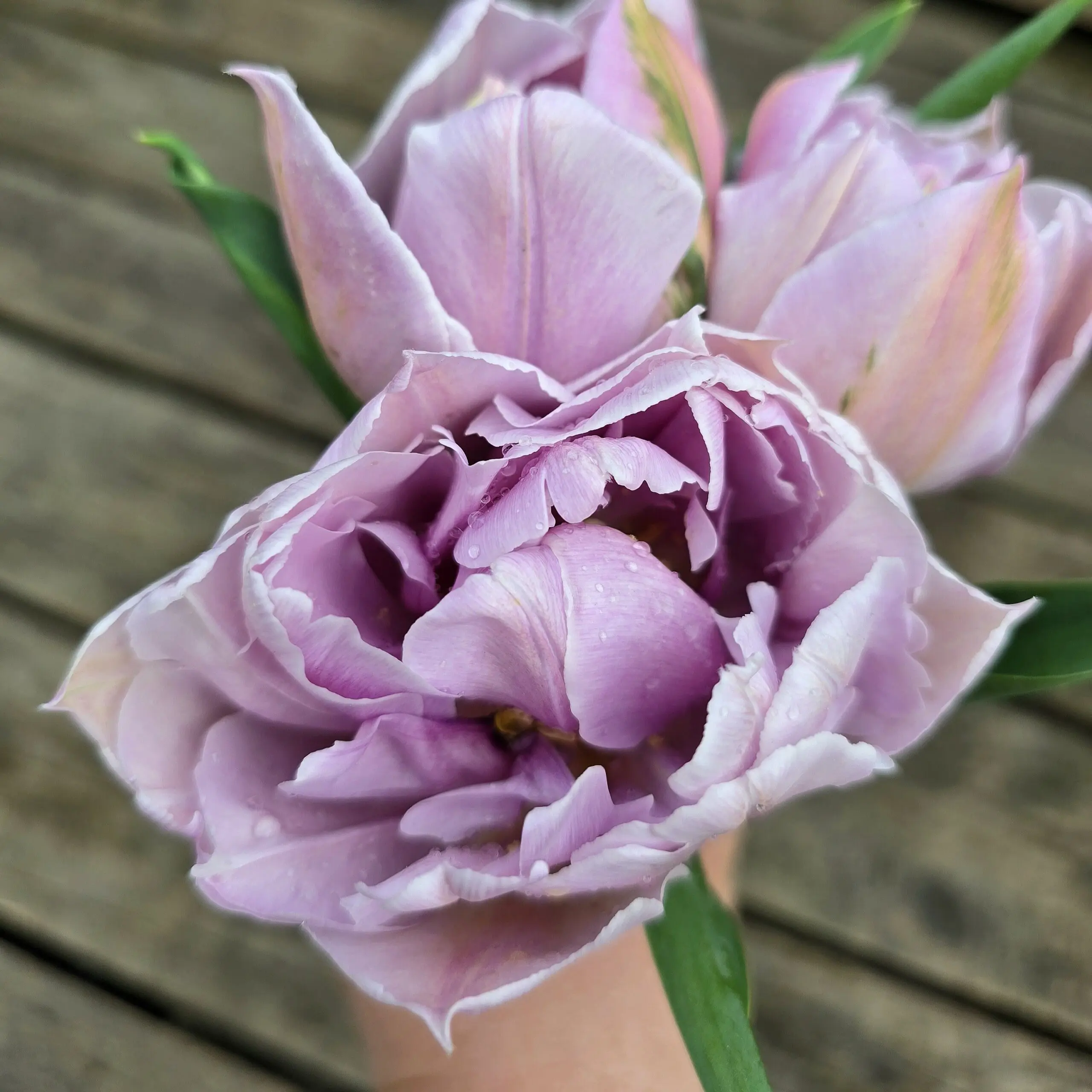 Tulipan Katinka - obrazek 3