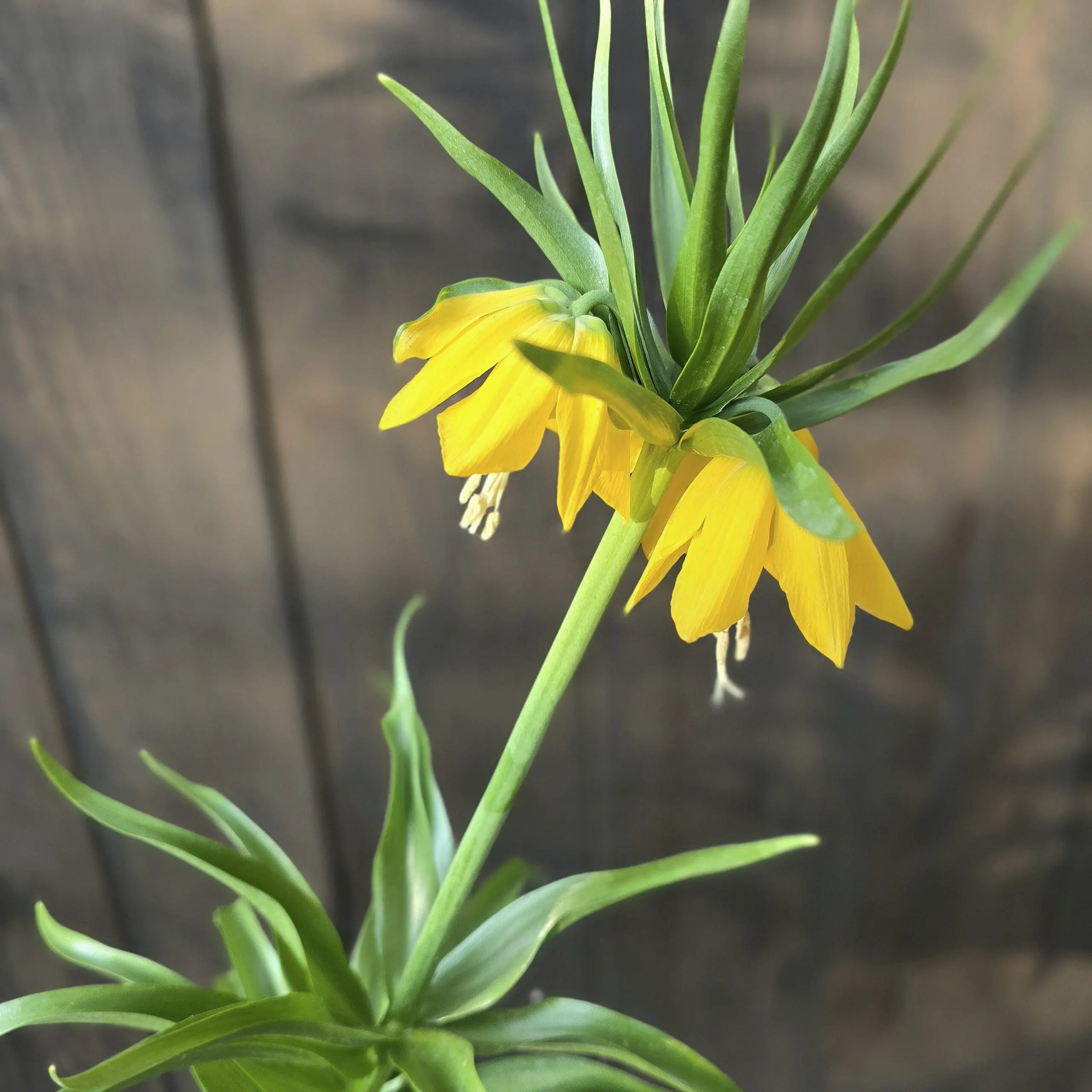 Szachownica cesarska Lutea - obrazek 2